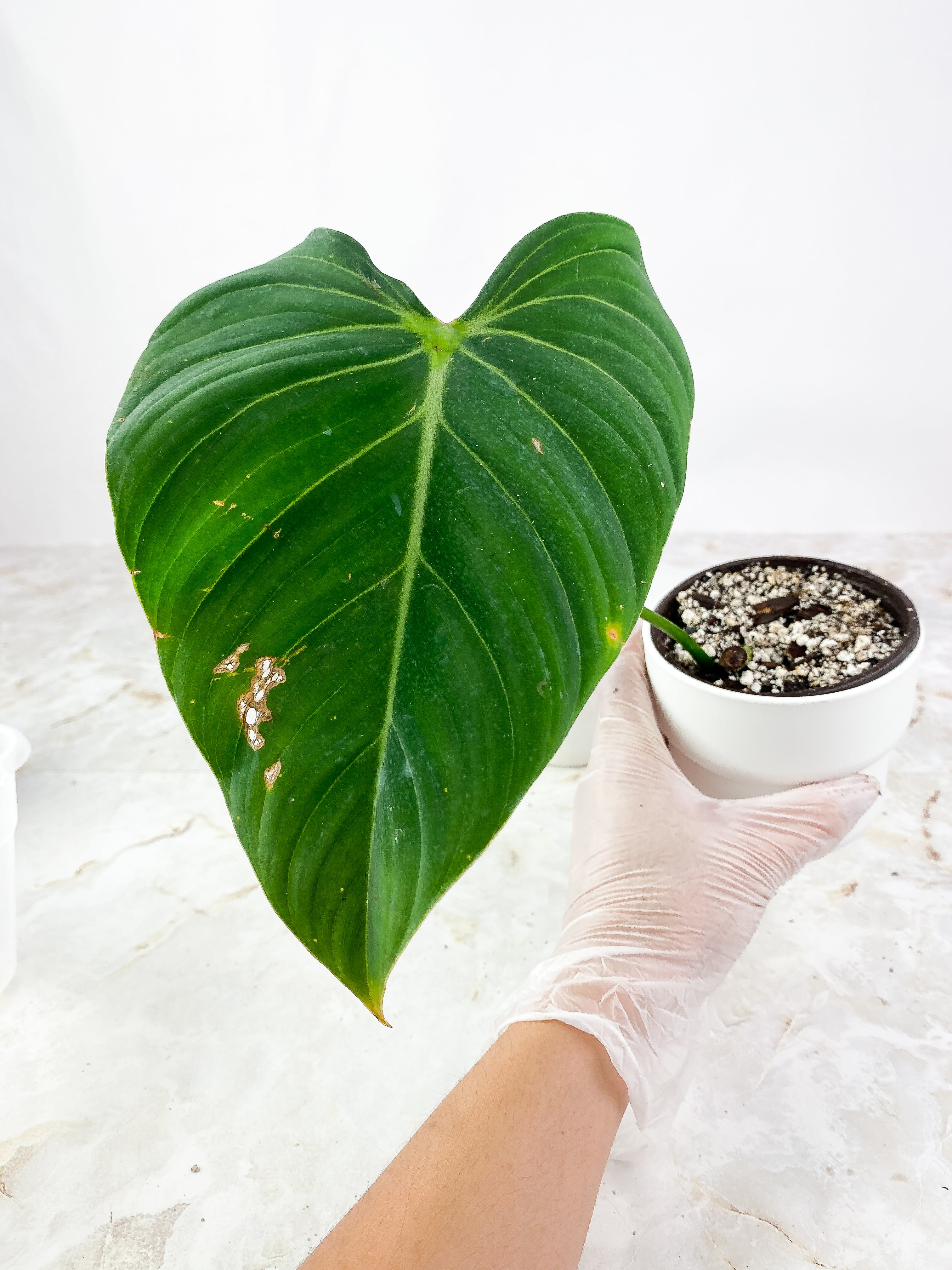 Philodendron Glorious Rooted 1 leaf