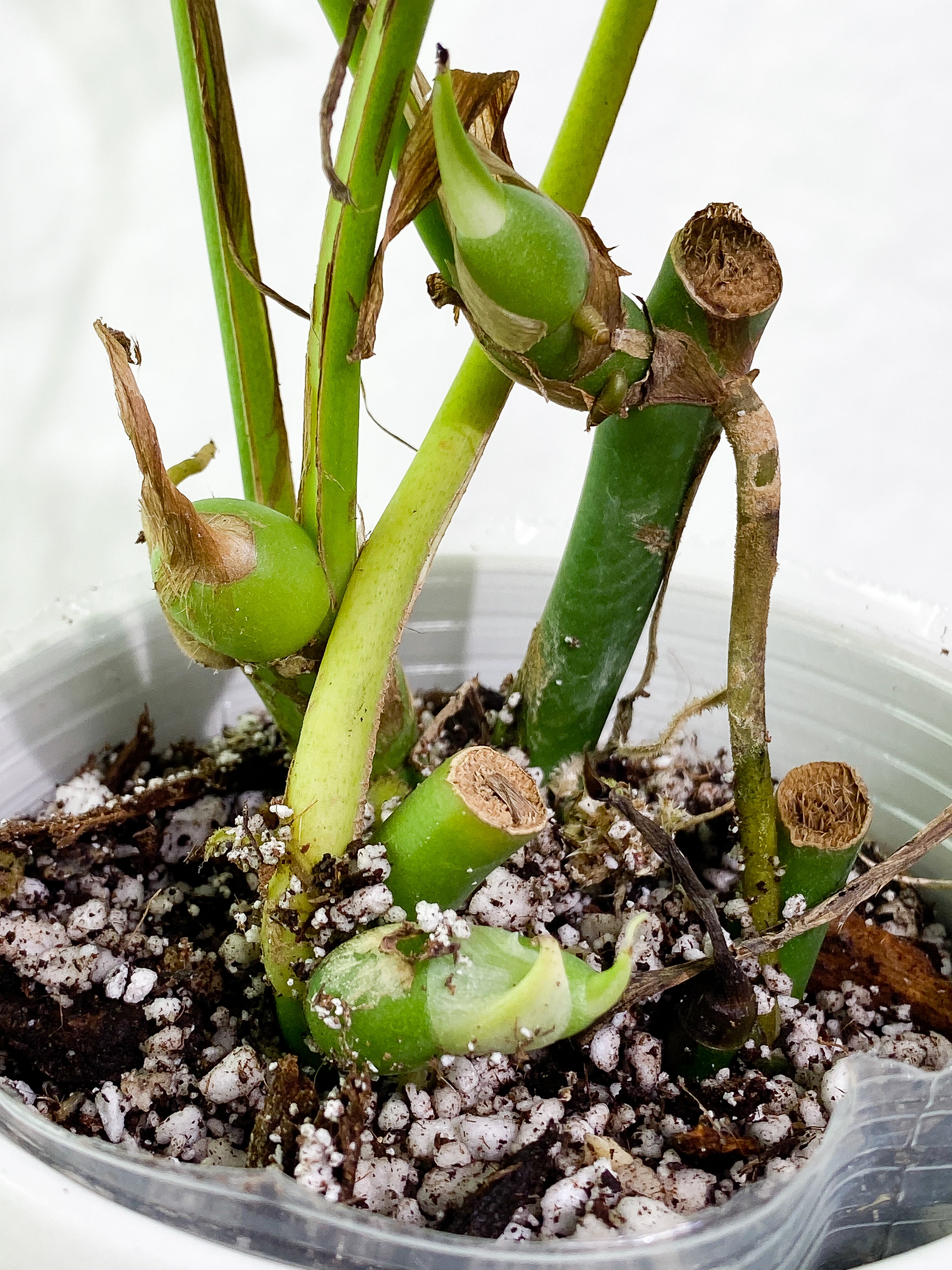 Rhaphidophora Pertusa 4 leaves 3 sprout rooted