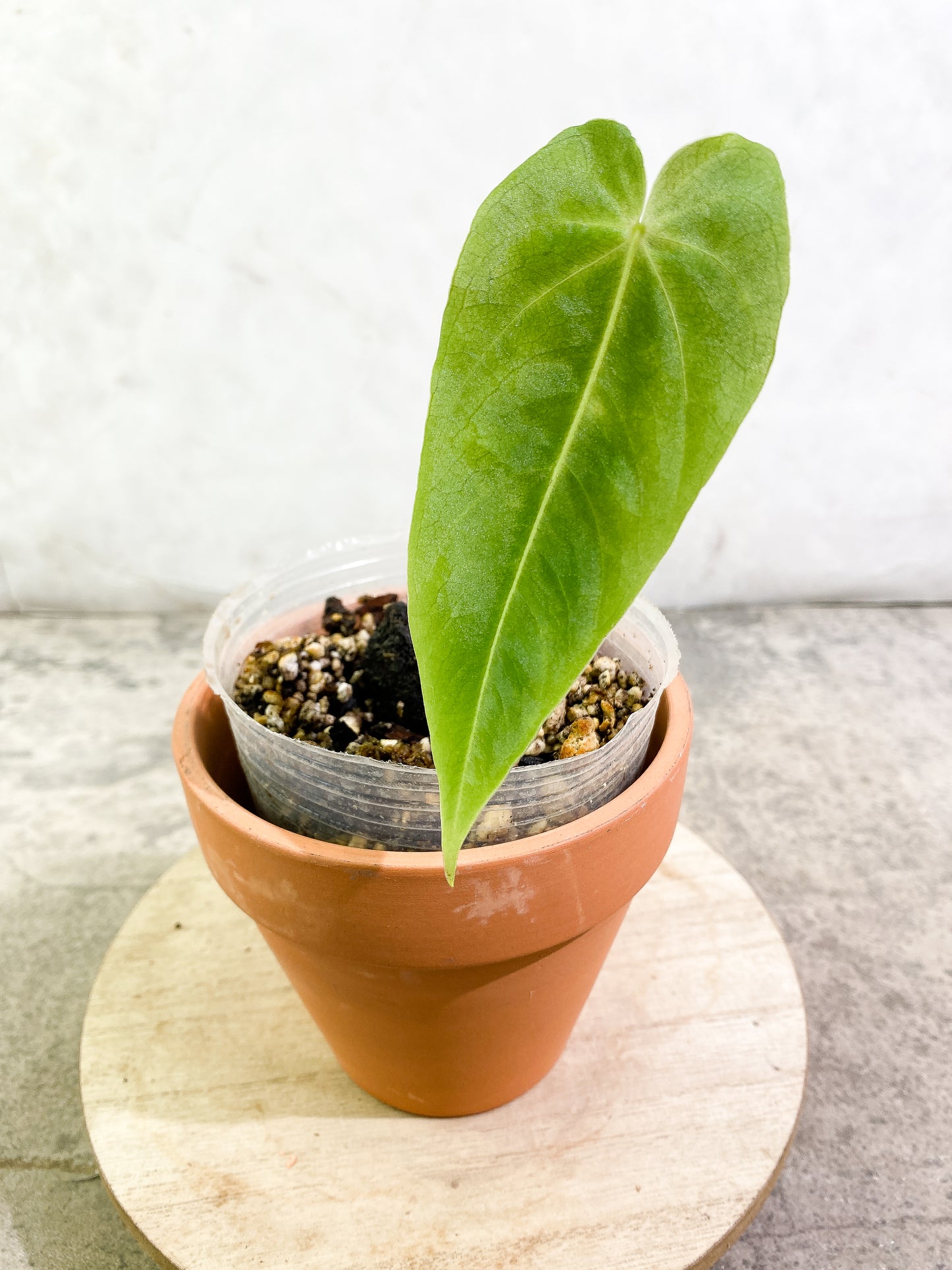 Anthurium waterburyanum 1 leaf fully rooted