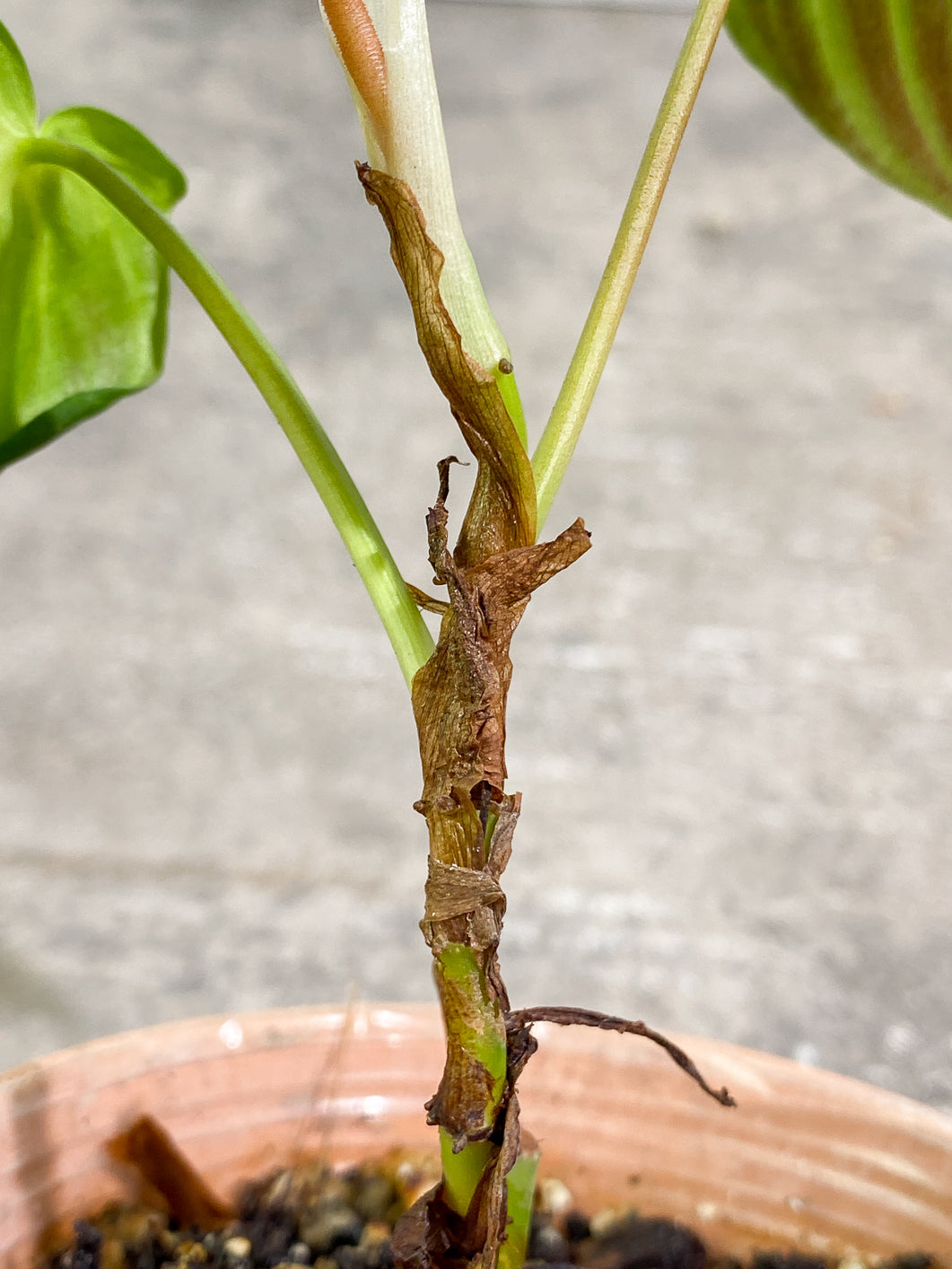 Philodendron verrucosum glow 3 leaves Rooted