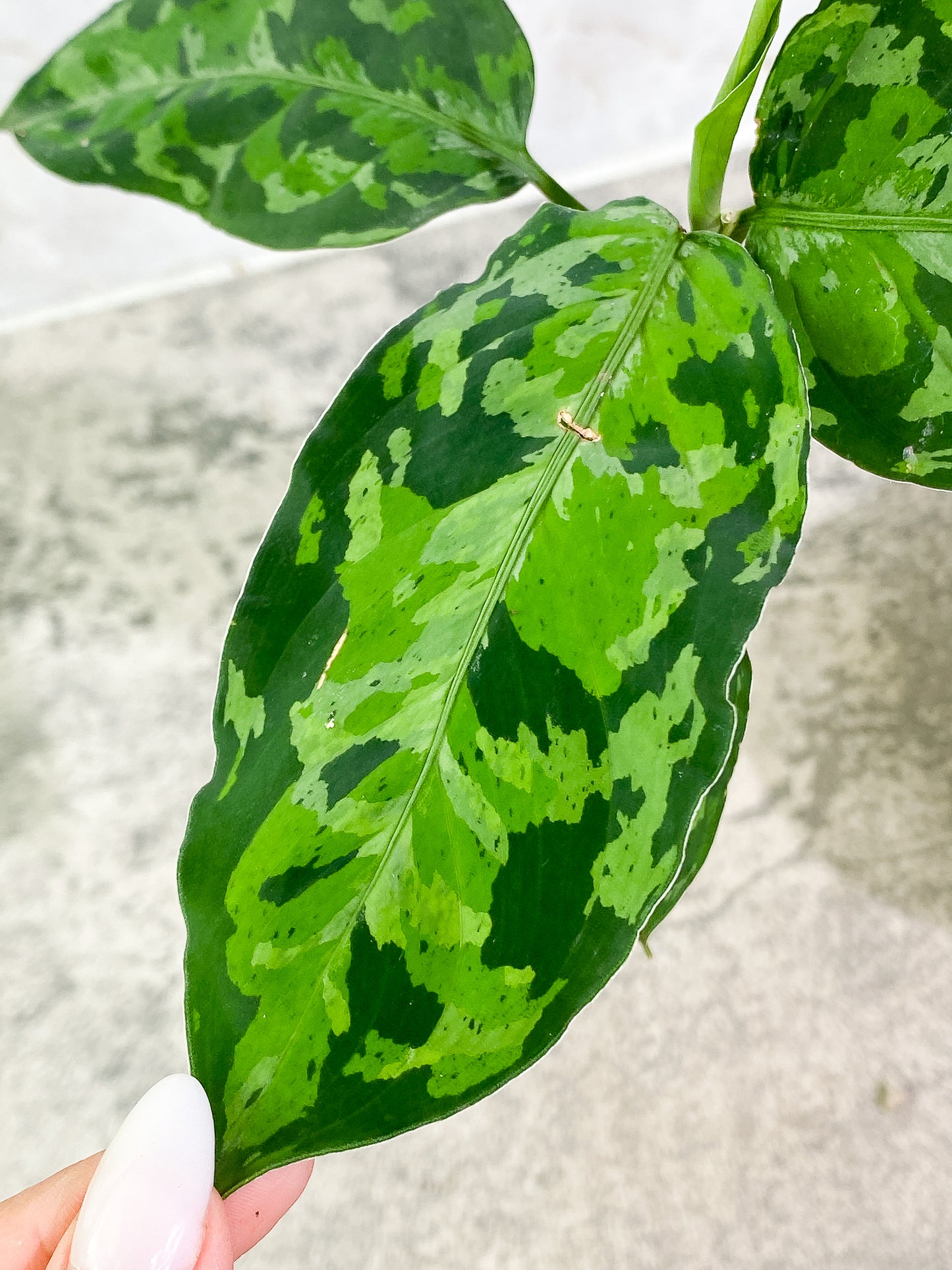 Aglaonema Pictum Tricolor 4 leaves 1 unfurling no SKU – Leafy