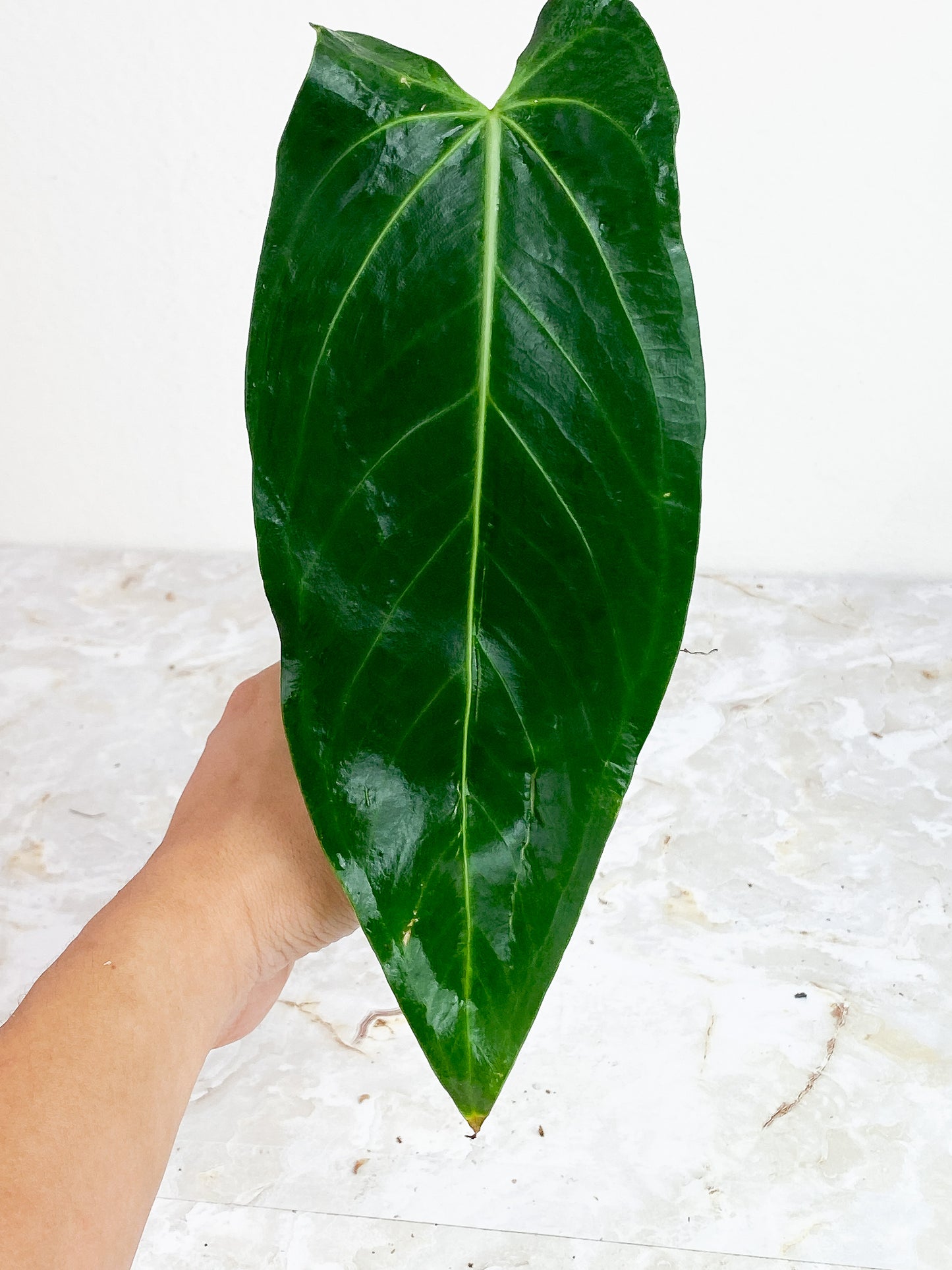 Anthurium Cirinoi Unrooted Chonk with 1 sprout