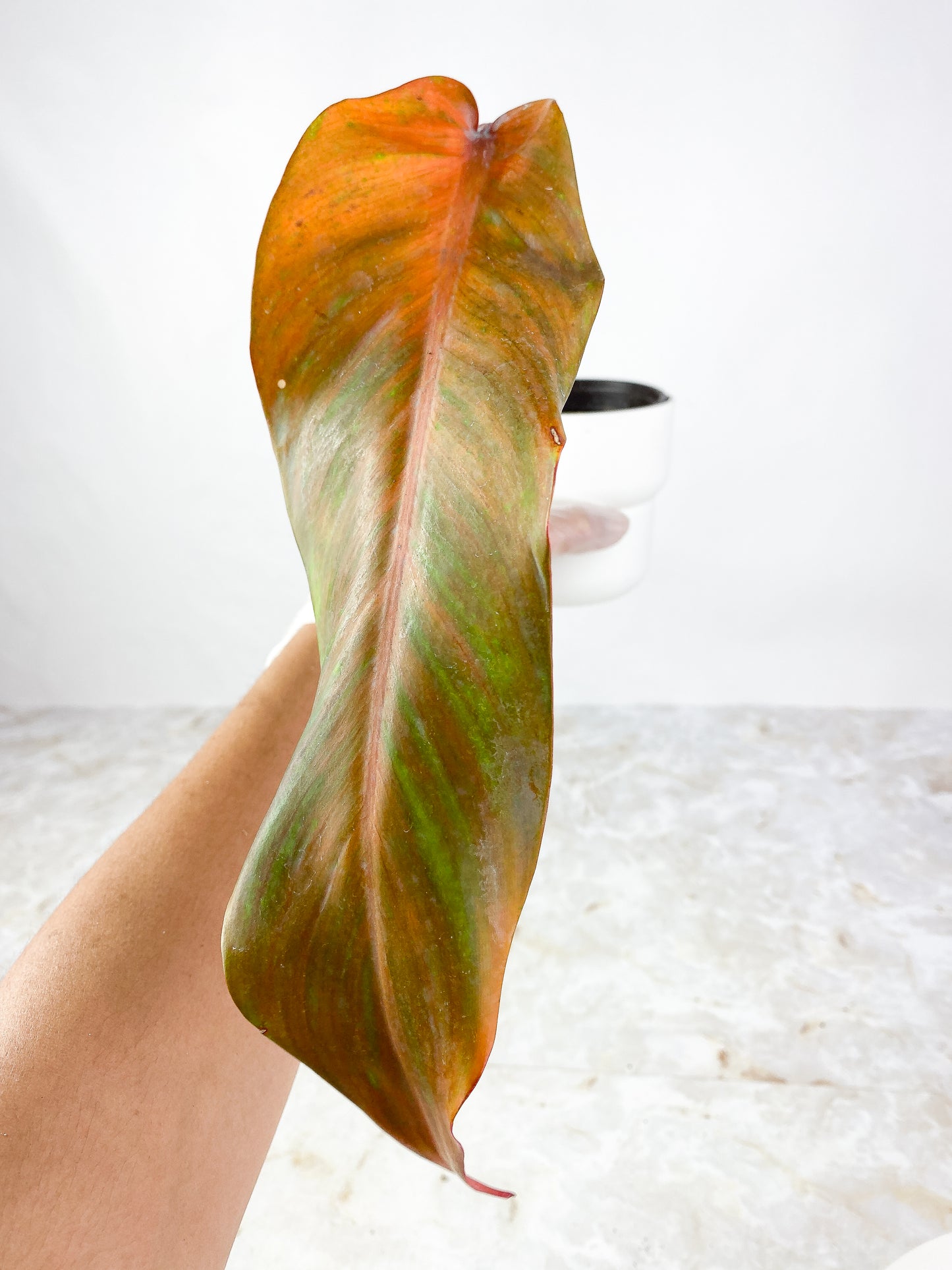 Philodendron orange marmalade Slightly Rooted 1 leaf