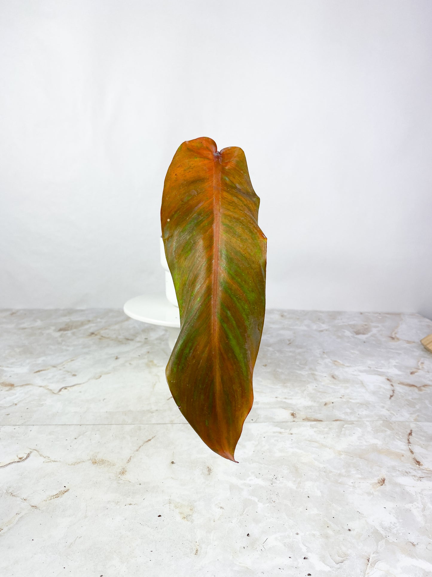 Philodendron orange marmalade Slightly Rooted 1 leaf