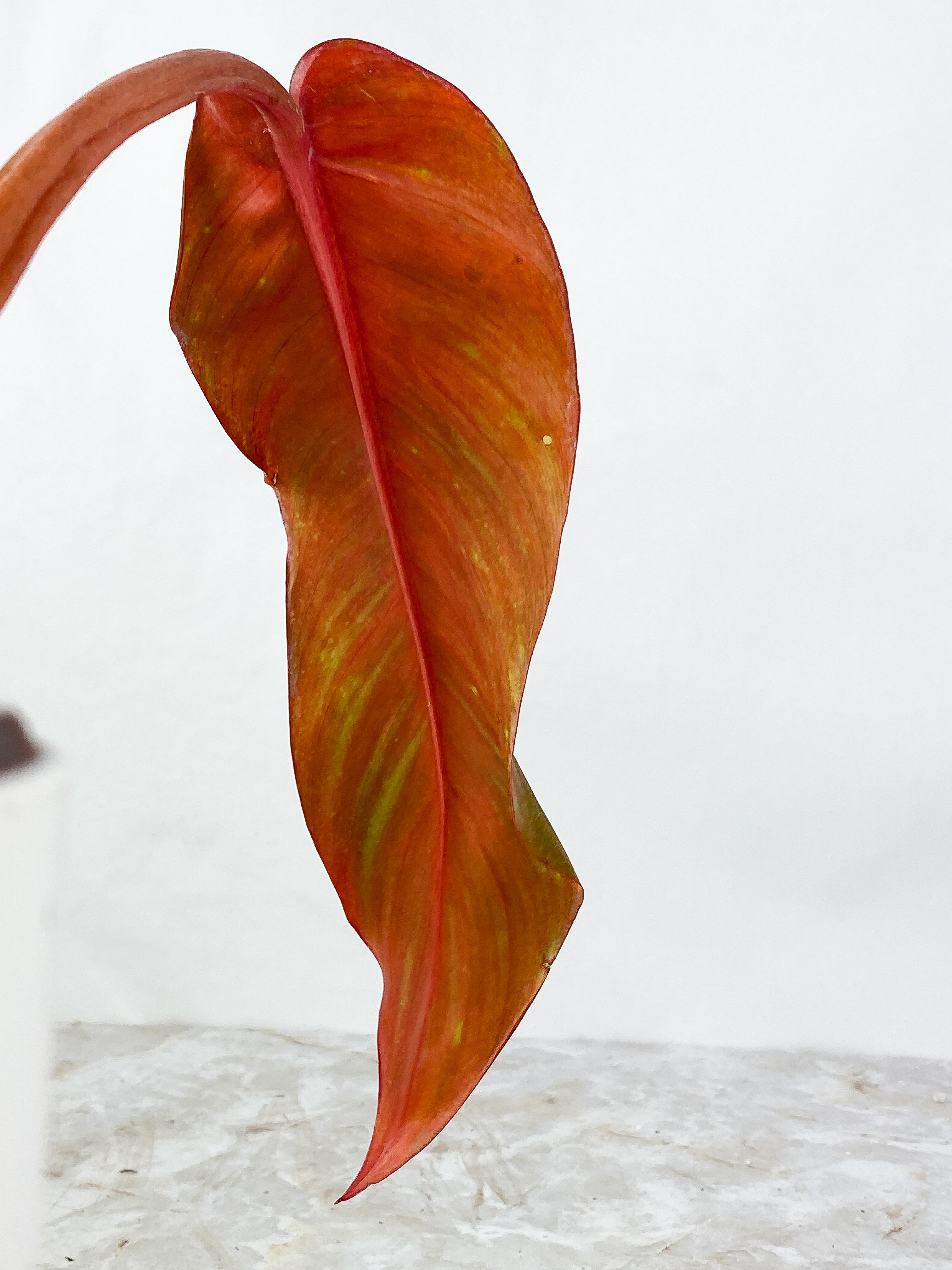 Philodendron orange marmalade Slightly Rooted 1 leaf