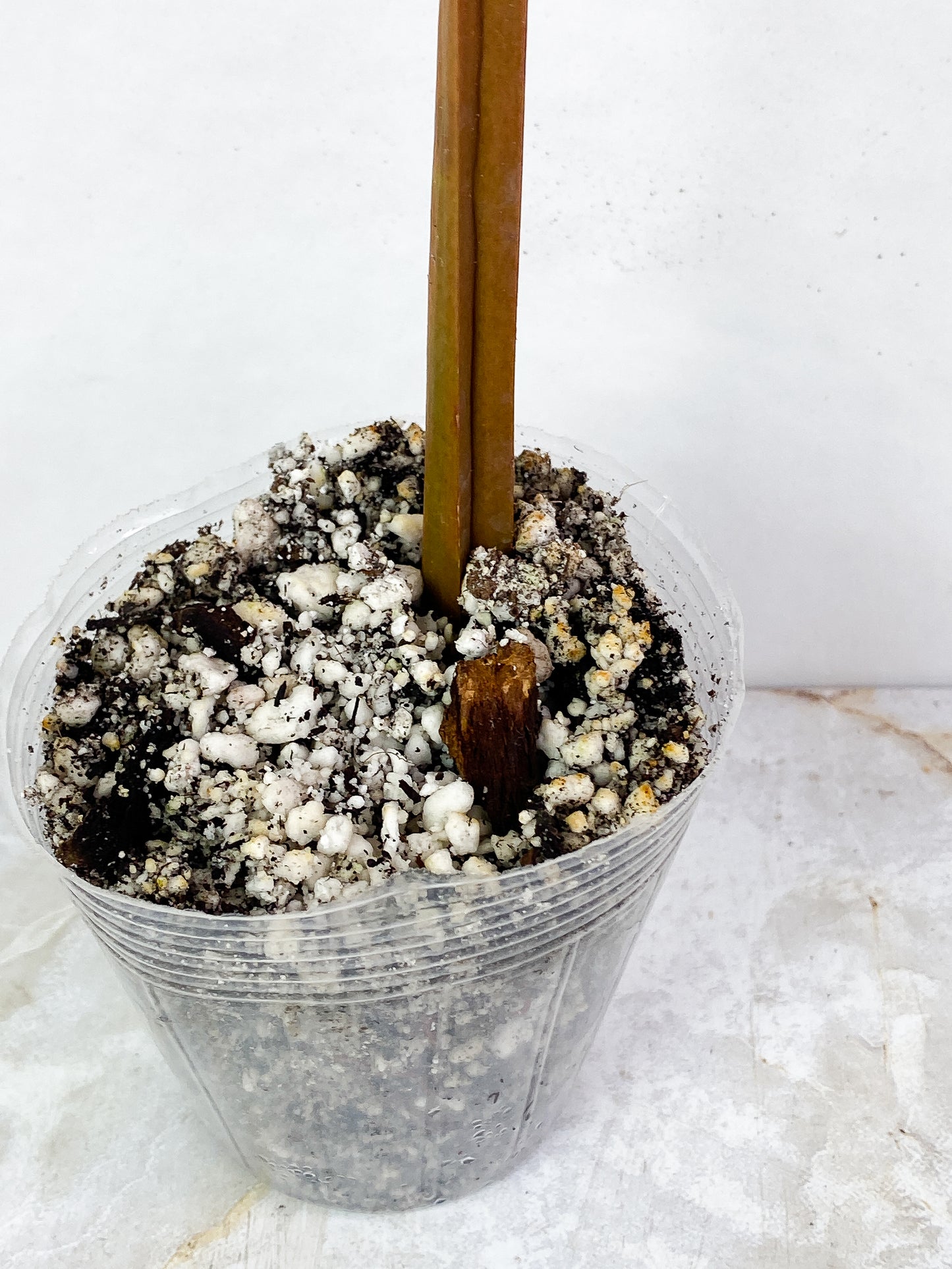 Philodendron orange marmalade Slightly Rooted