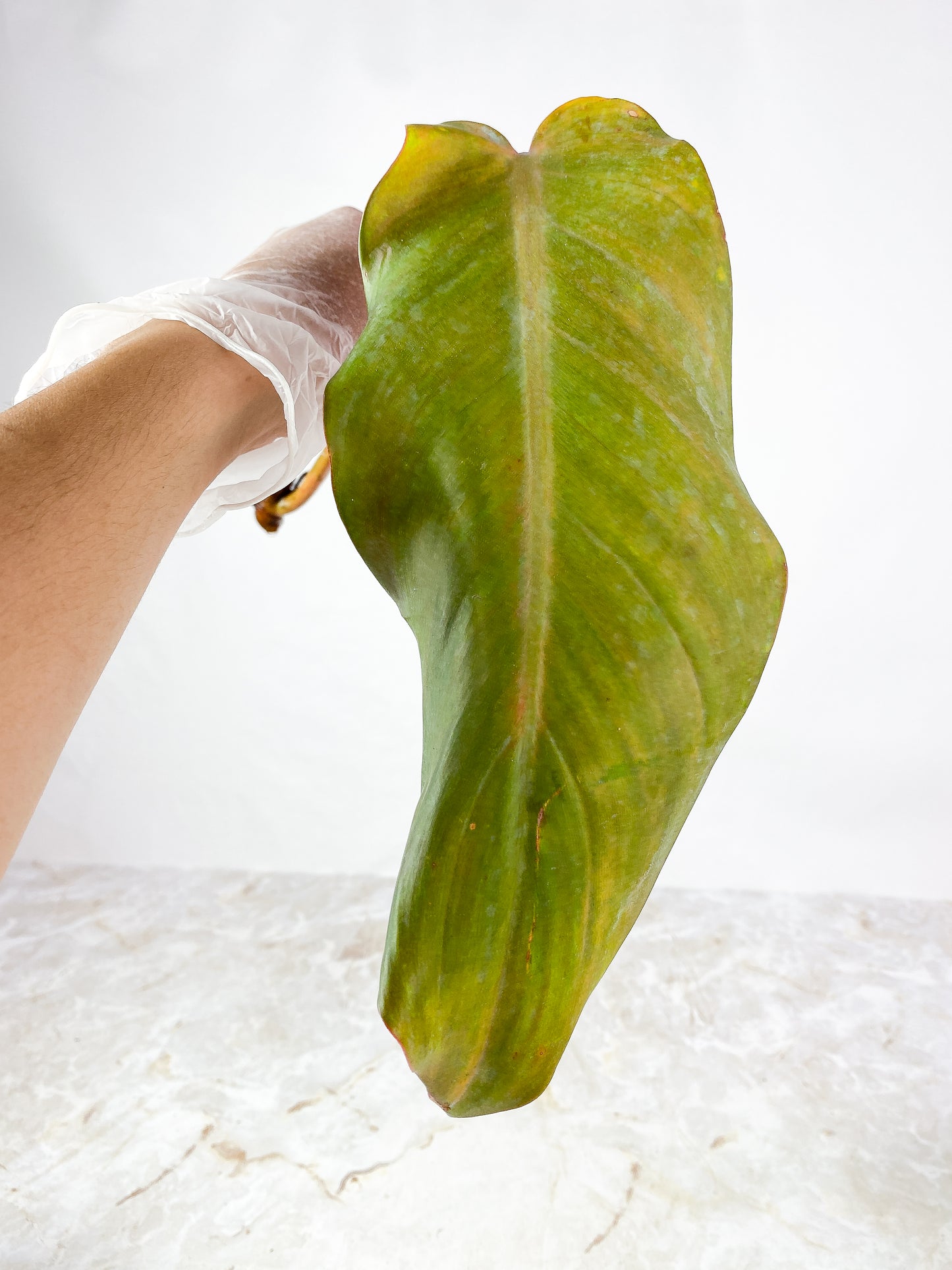 Philodendron orange marmalade unrooted cutting