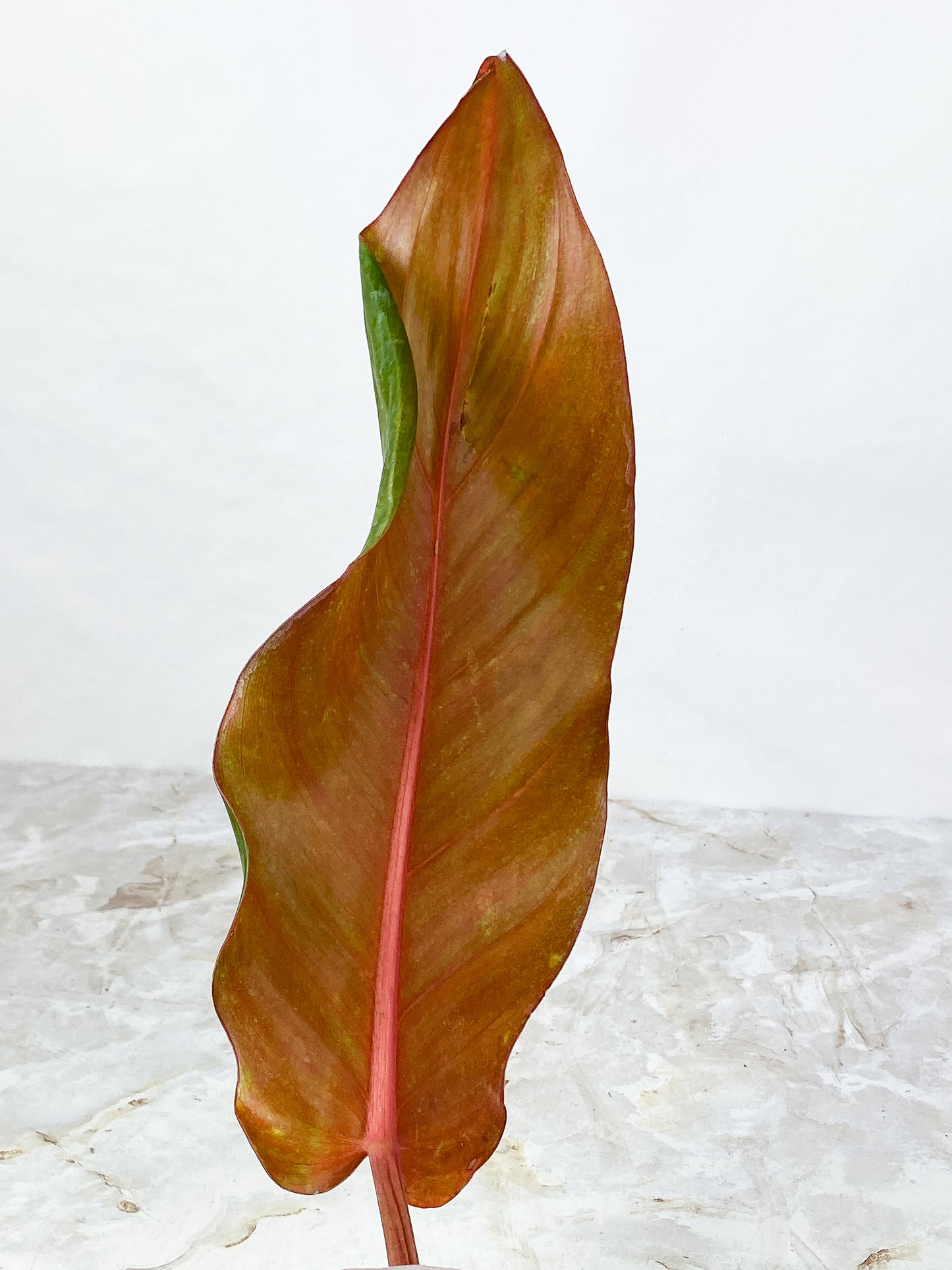 Philodendron orange marmalade unrooted cutting