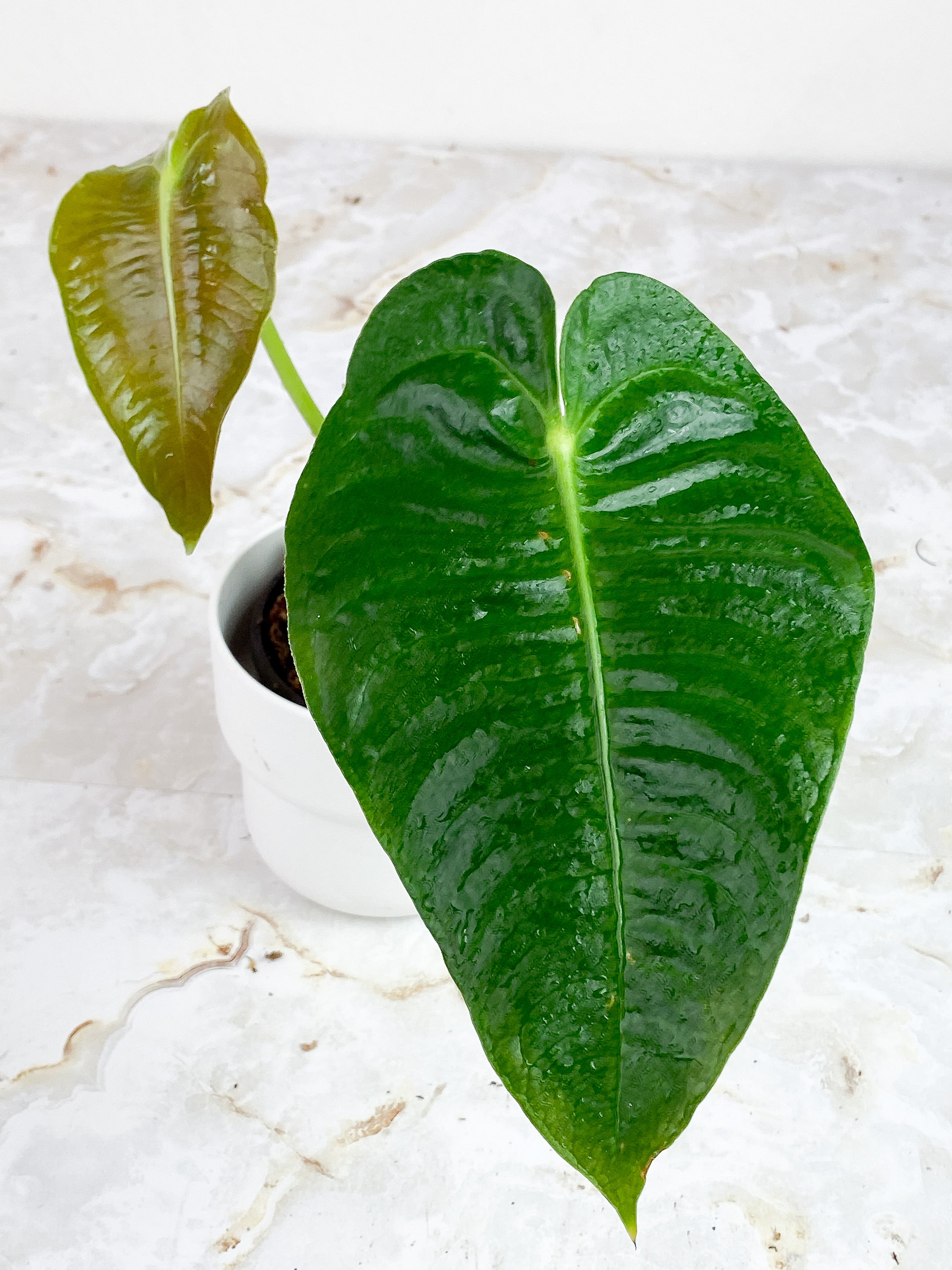 Anthurium Veitchii slightly rooted 2 leaves 2 new sprouts