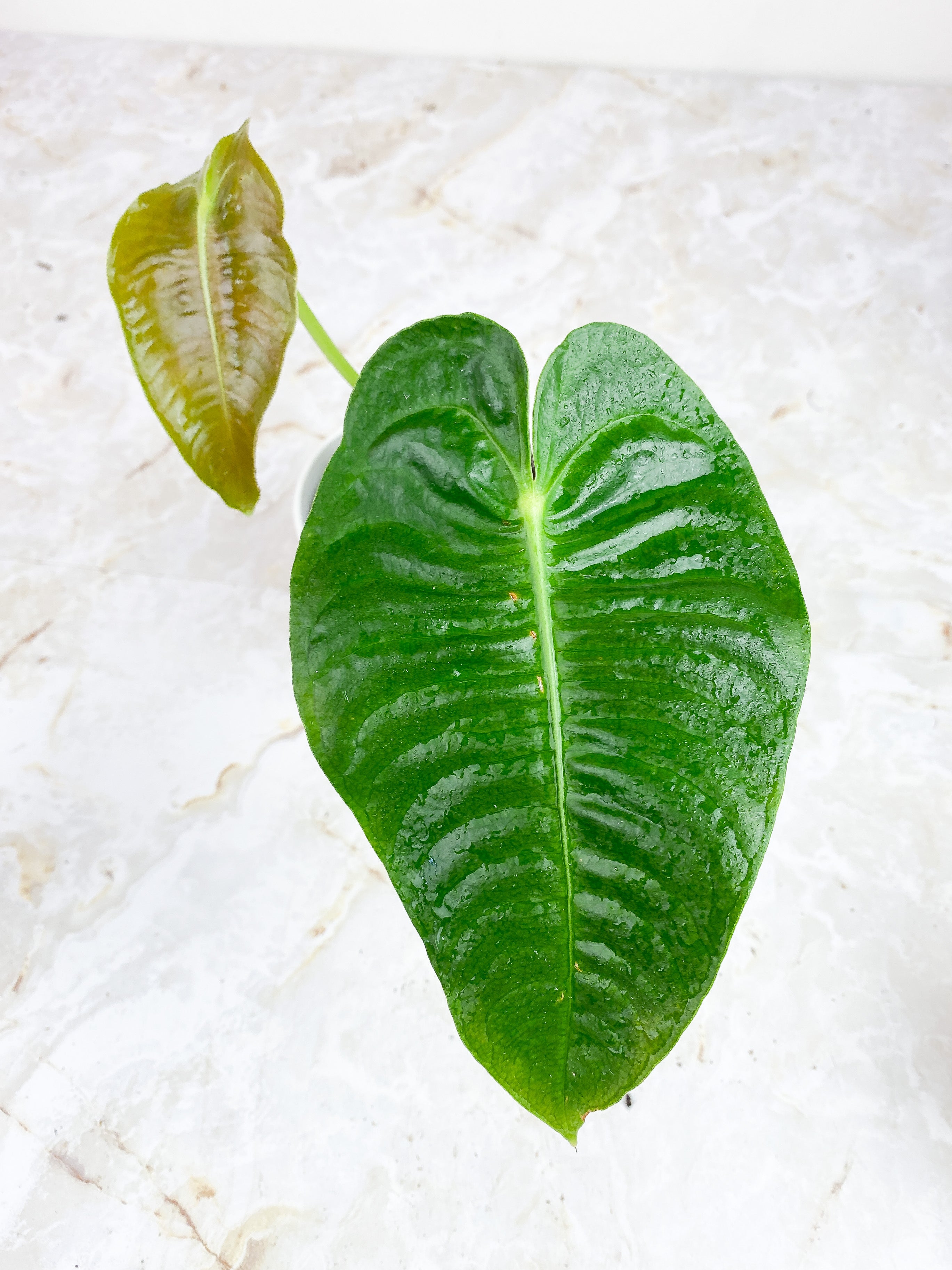Anthurium Veitchii slightly rooted 2 leaves 2 new sprouts