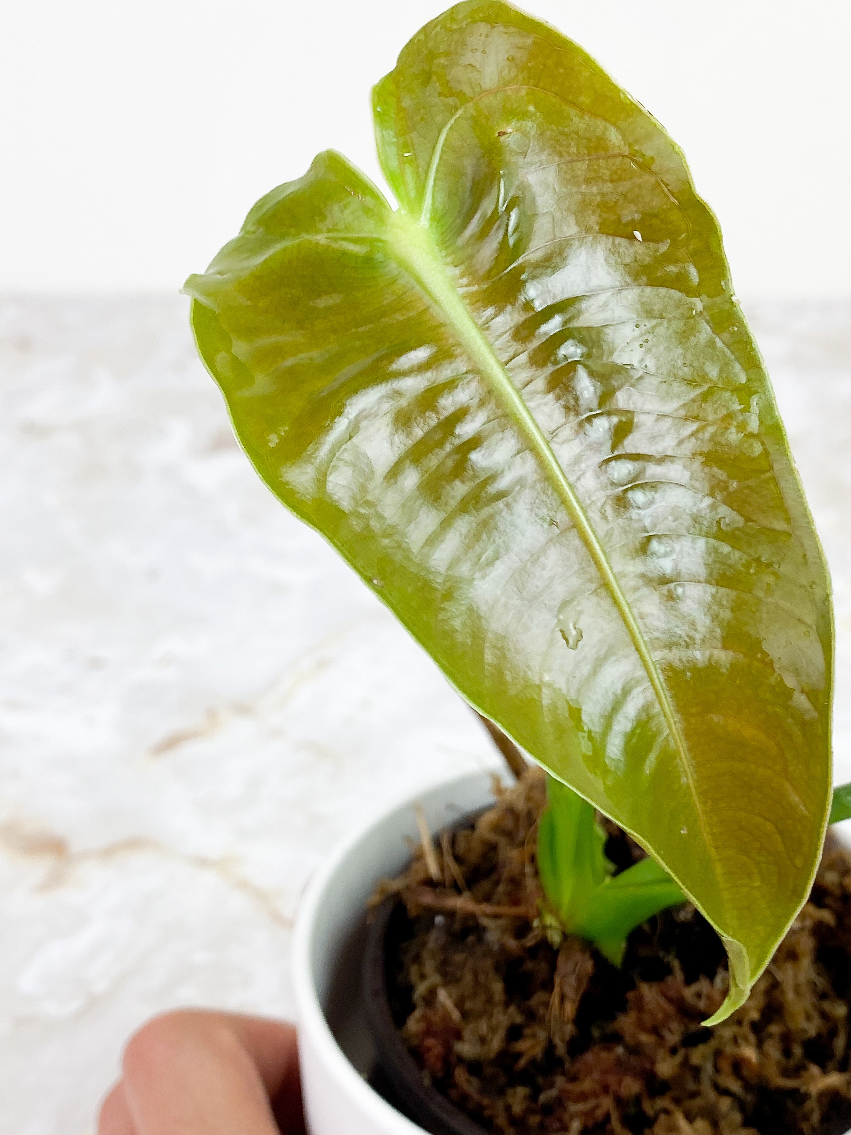 Anthurium Veitchii slightly rooted 2 leaves 2 new sprouts