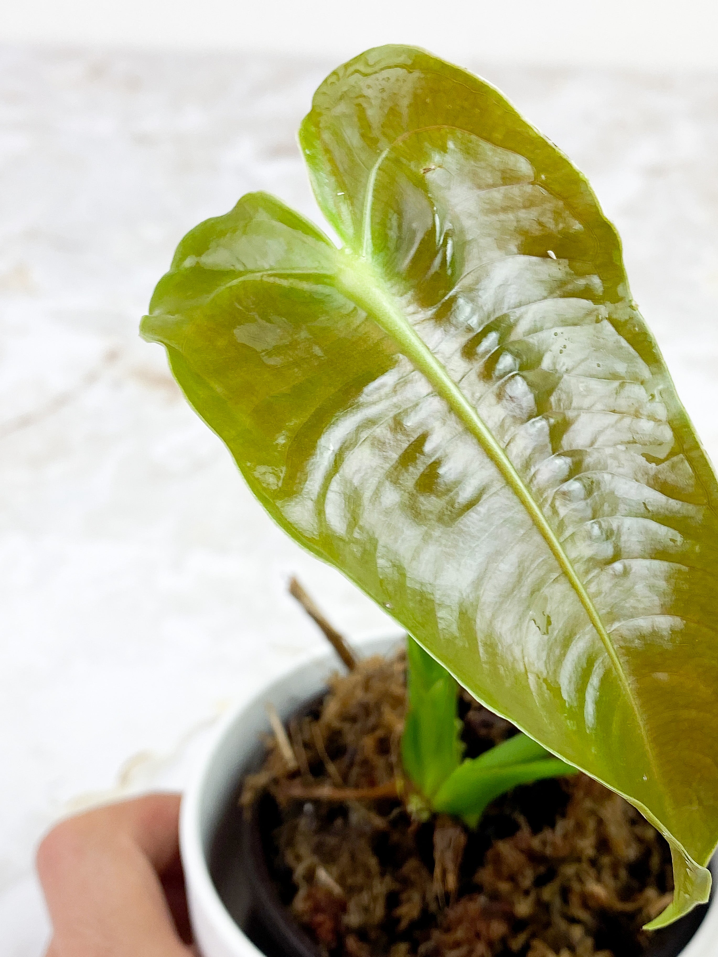 Anthurium Veitchii slightly rooted 2 leaves 2 new sprouts