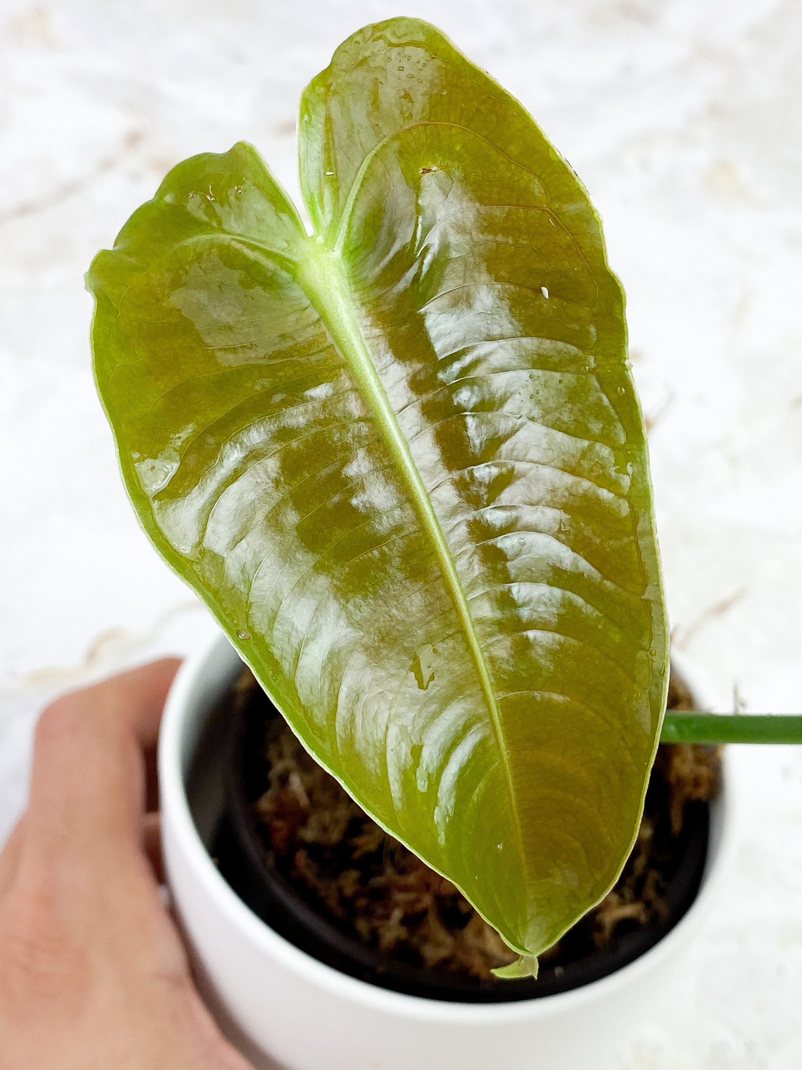 Anthurium Veitchii slightly rooted 2 leaves 2 new sprouts