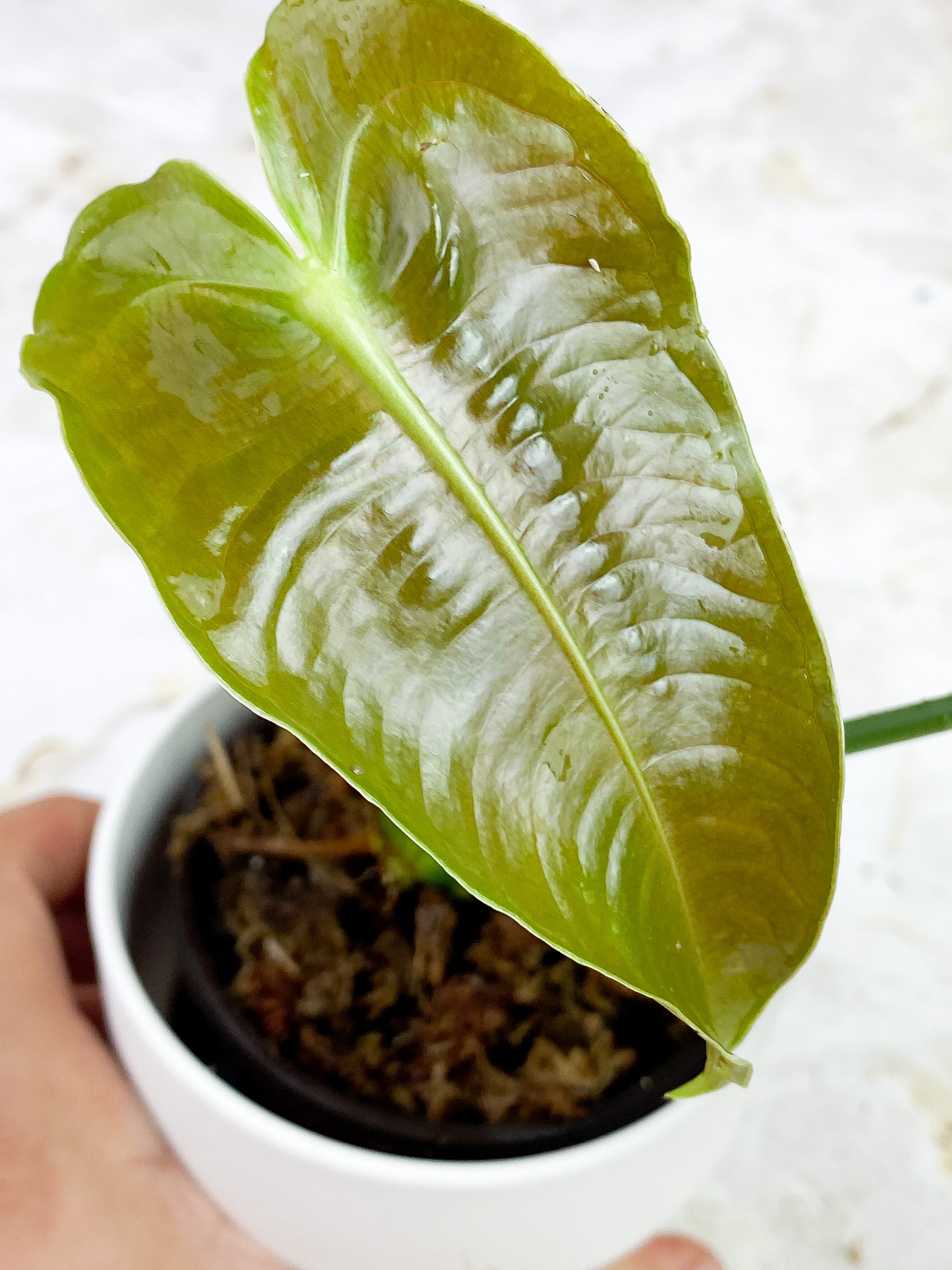Anthurium Veitchii slightly rooted 2 leaves 2 new sprouts