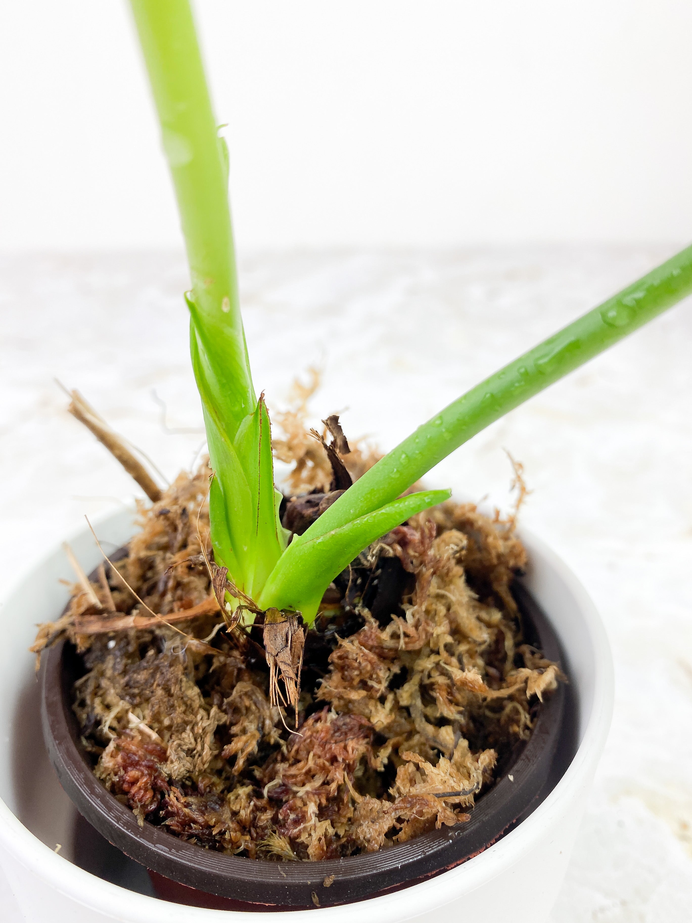 Anthurium Veitchii slightly rooted 2 leaves 2 new sprouts