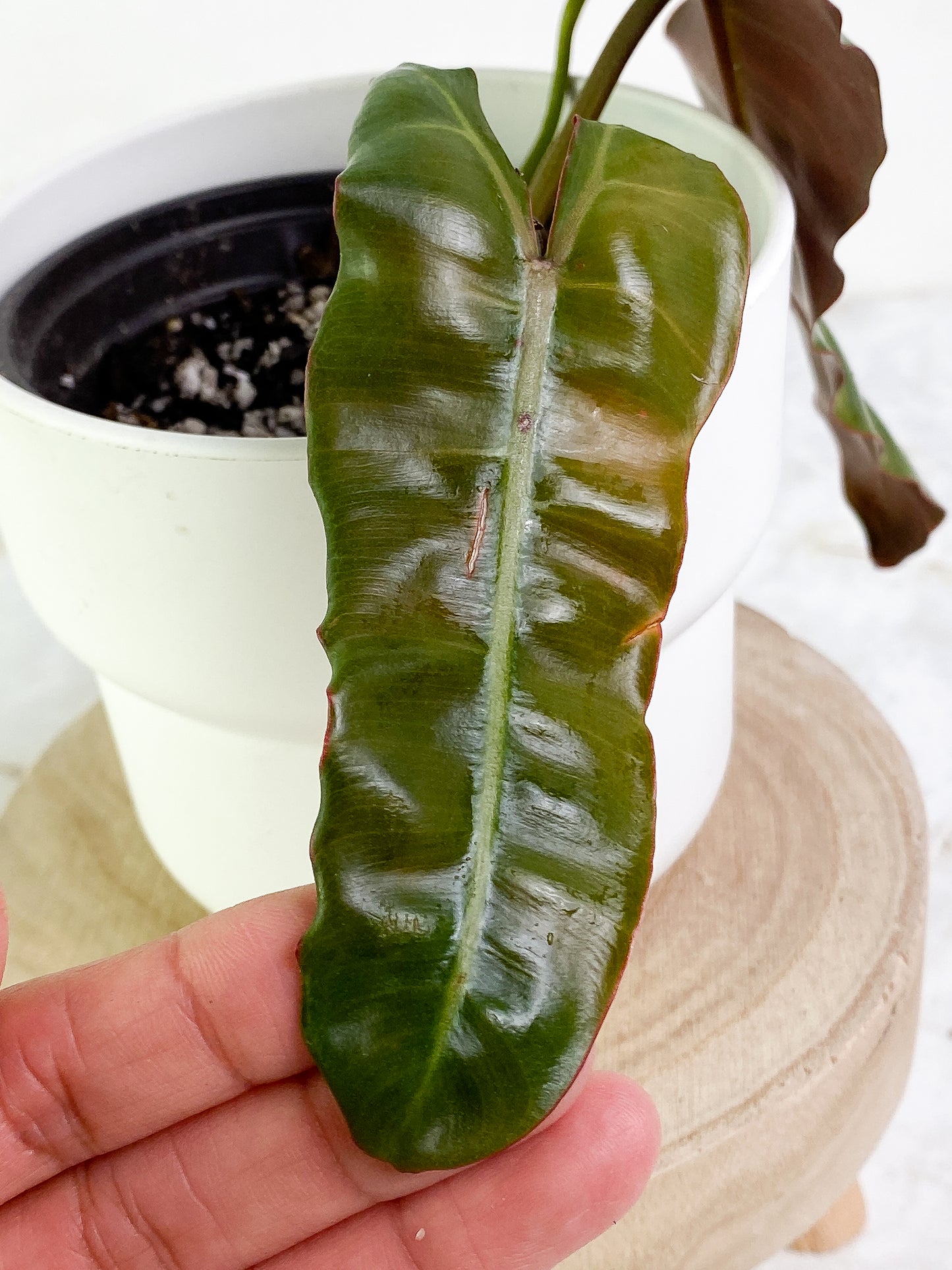 Philodendron Atabapoense x Billietiae 2 leaves 1 sprout Rooted Top Cutting