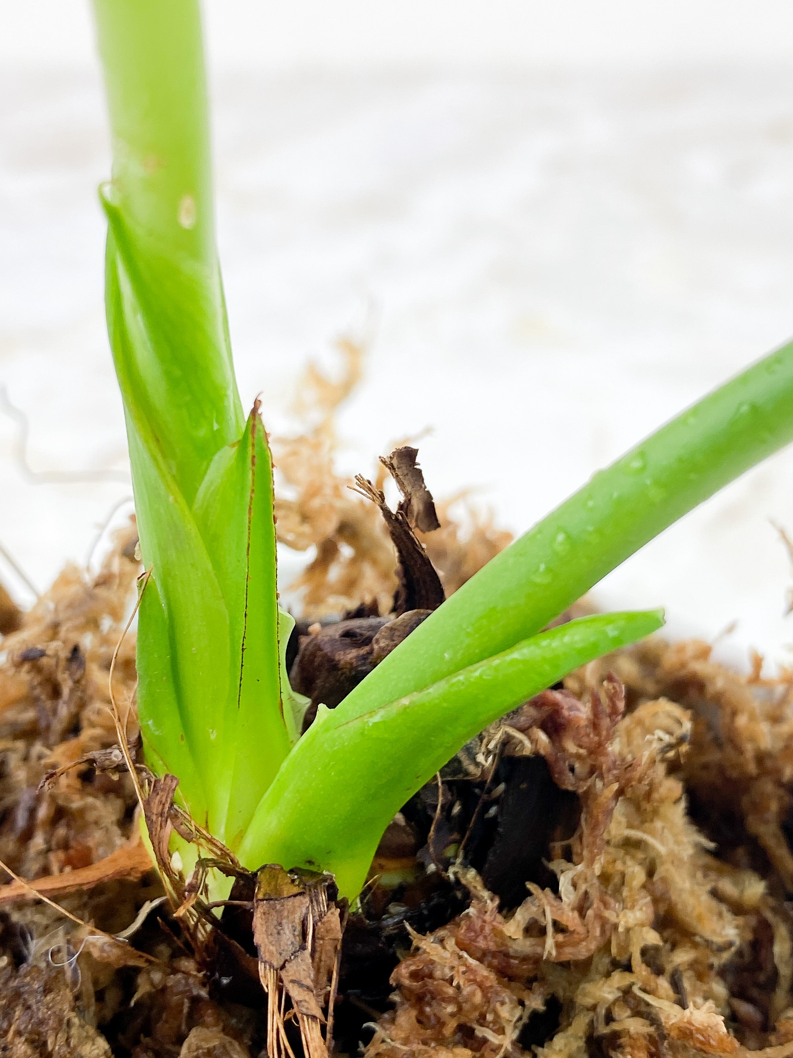 Anthurium Veitchii slightly rooted 2 leaves 2 new sprouts