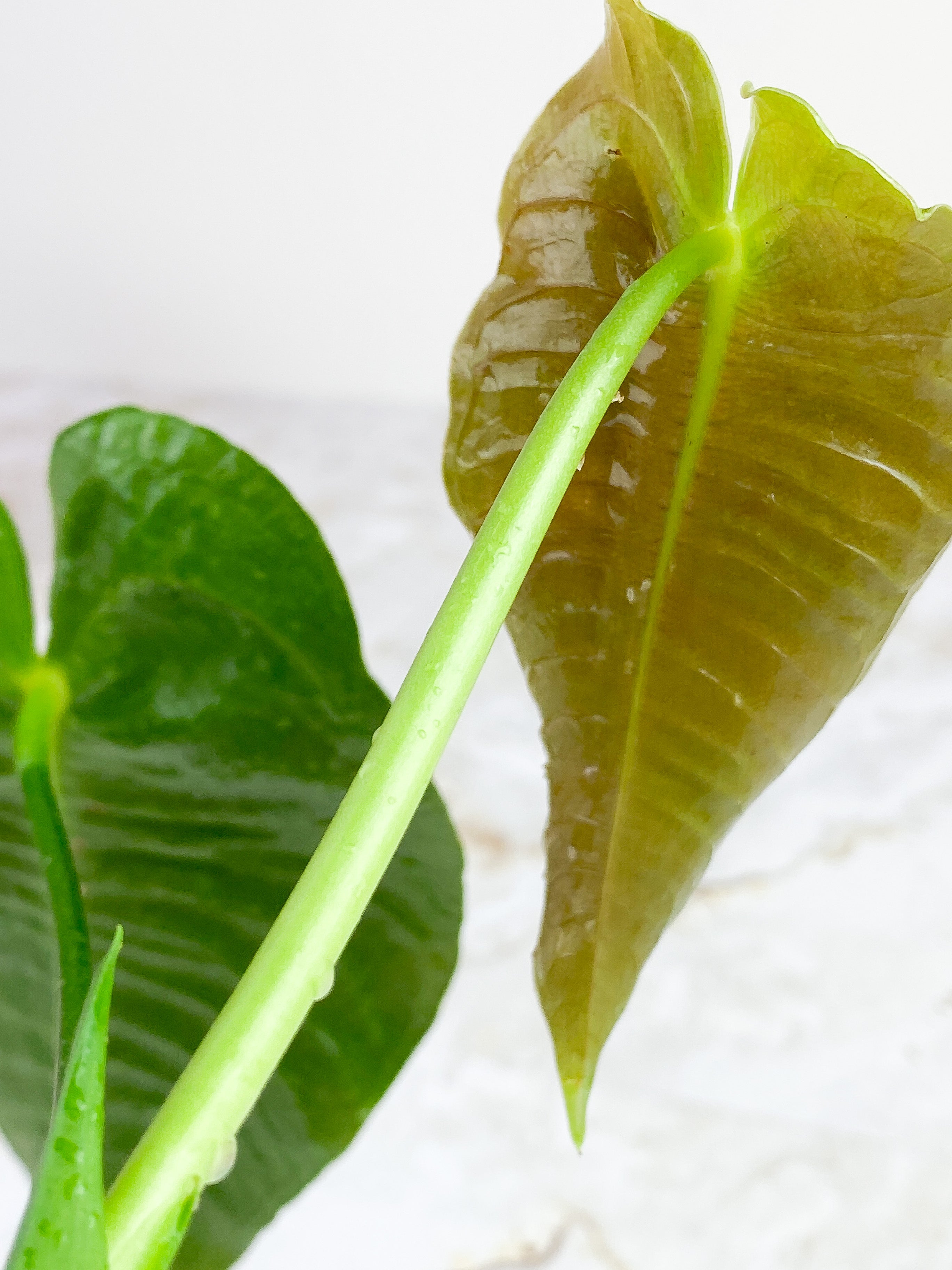 Anthurium Veitchii slightly rooted 2 leaves 2 new sprouts