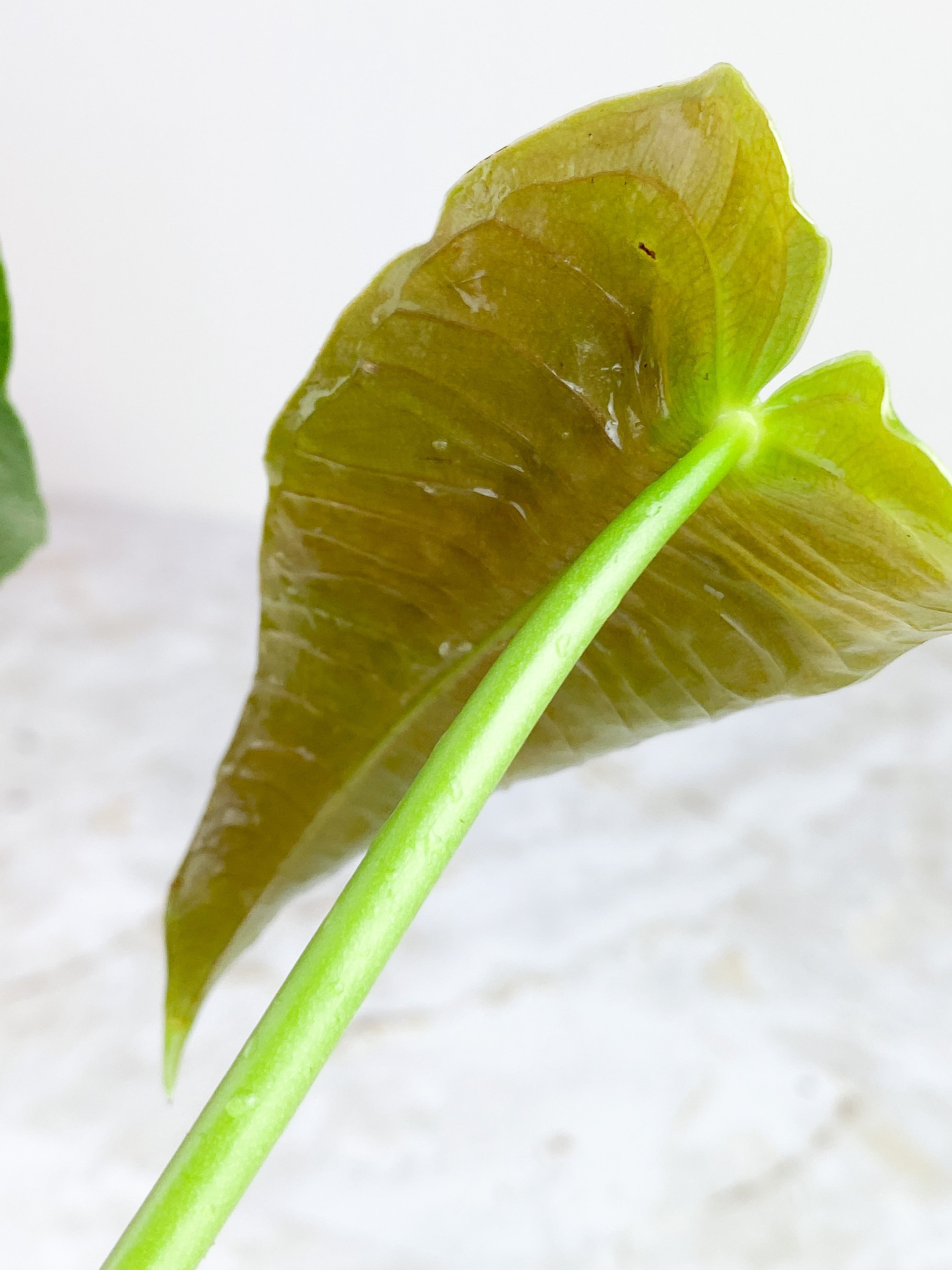 Anthurium Veitchii slightly rooted 2 leaves 2 new sprouts