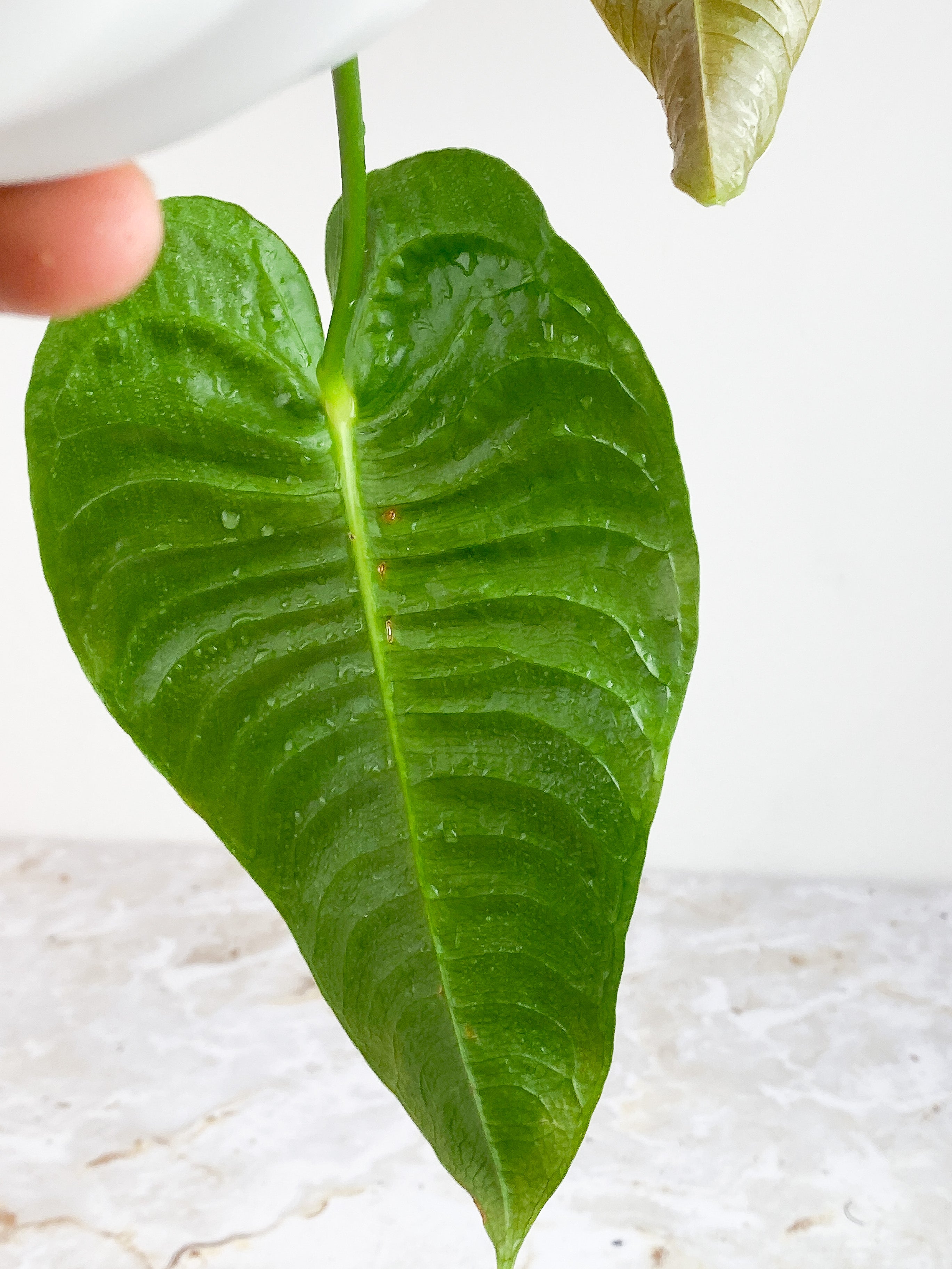 Anthurium Veitchii slightly rooted 2 leaves 2 new sprouts