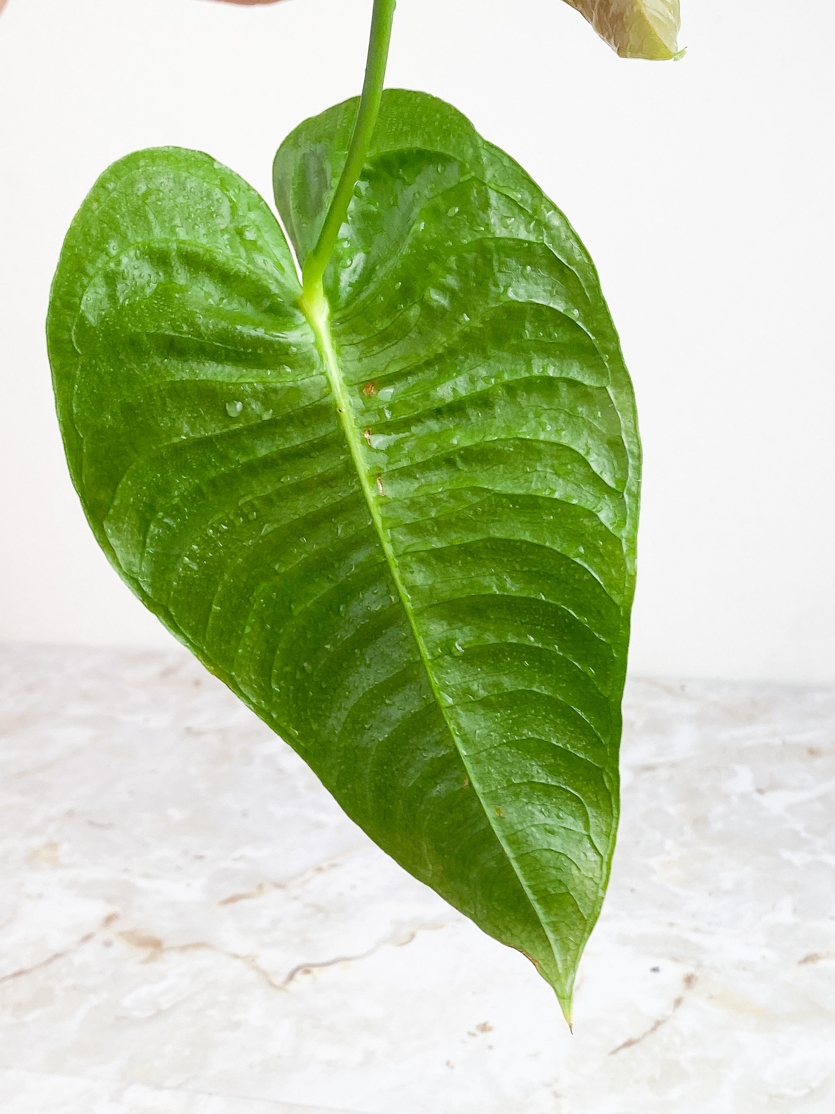 Anthurium Veitchii slightly rooted 2 leaves 2 new sprouts