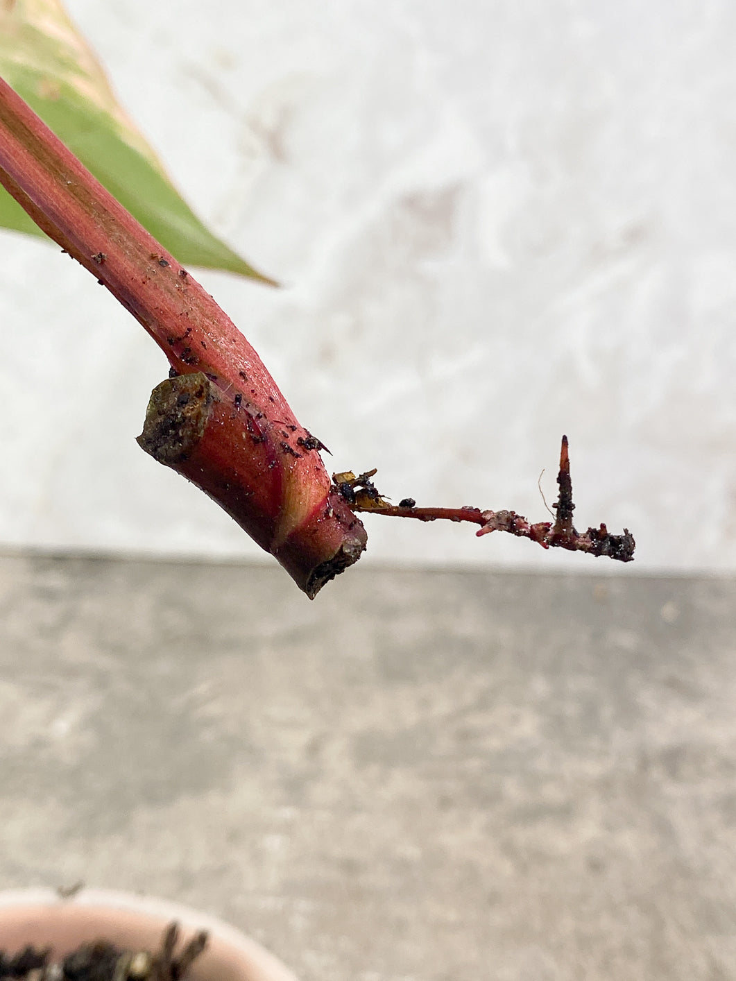 Philodendron Strawberry Shake 1 leaf Rooting