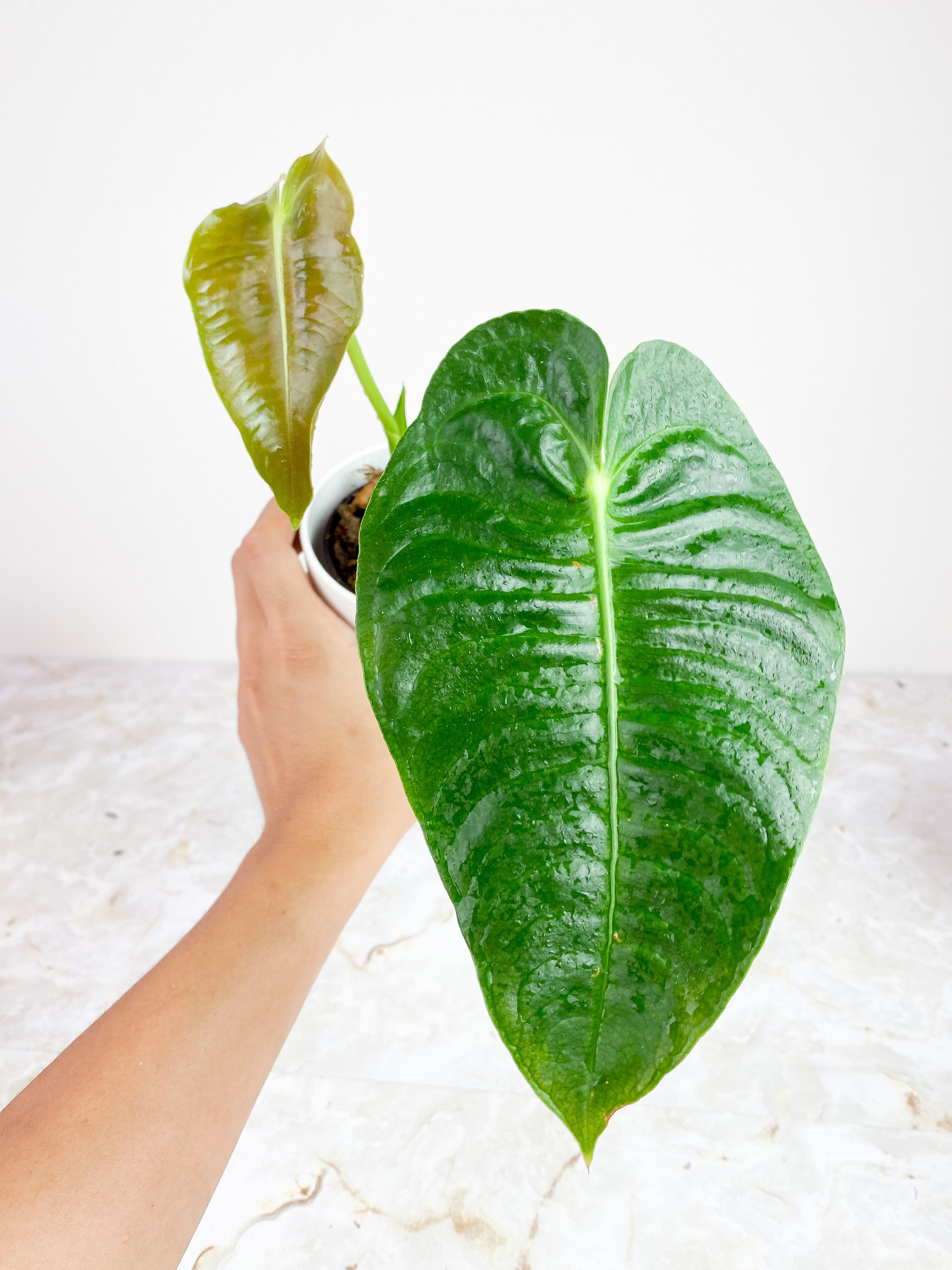 Anthurium Veitchii slightly rooted 2 leaves 2 new sprouts
