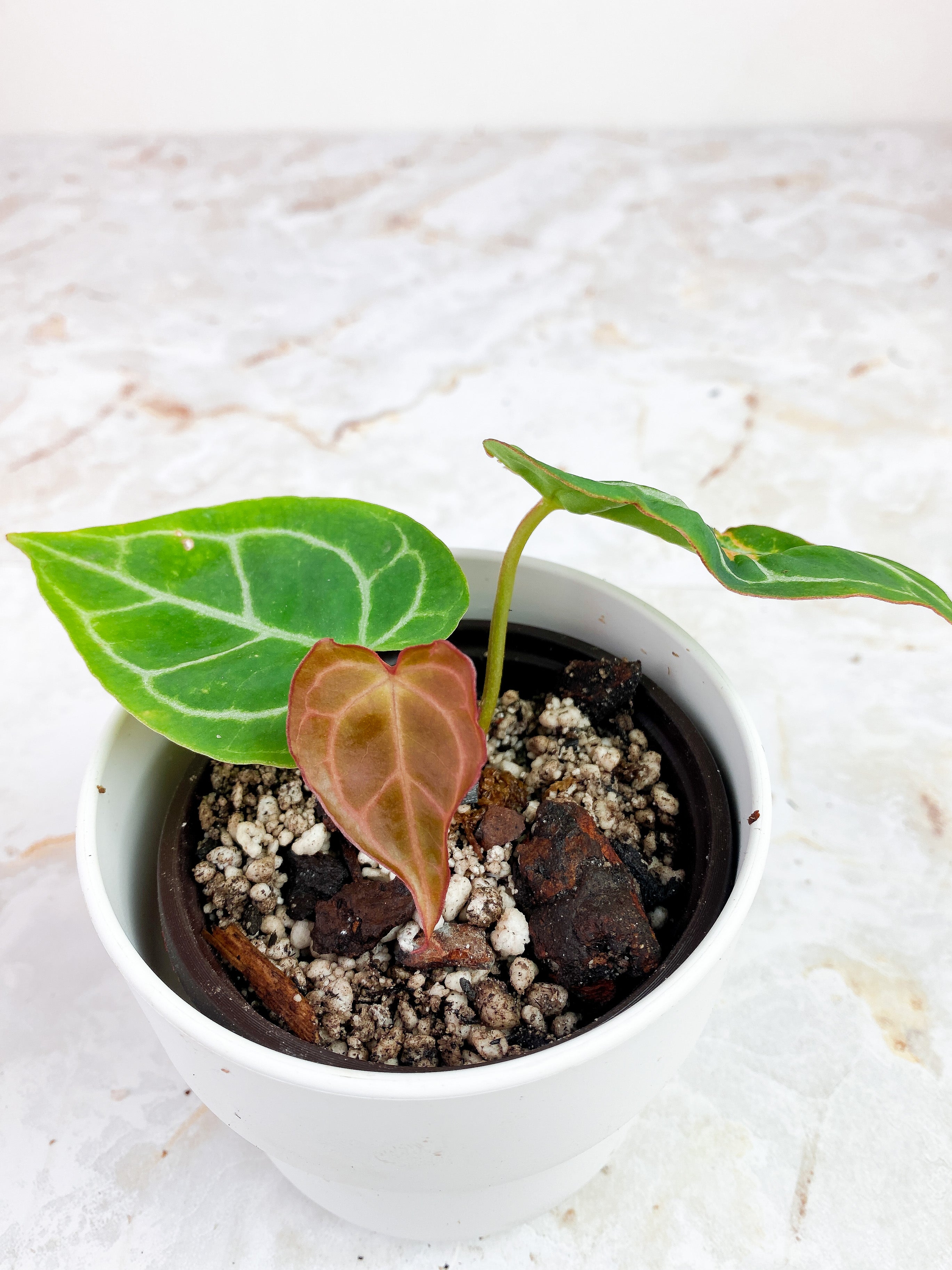 Anthurium Red Crystallinum Indo Form. Rooted