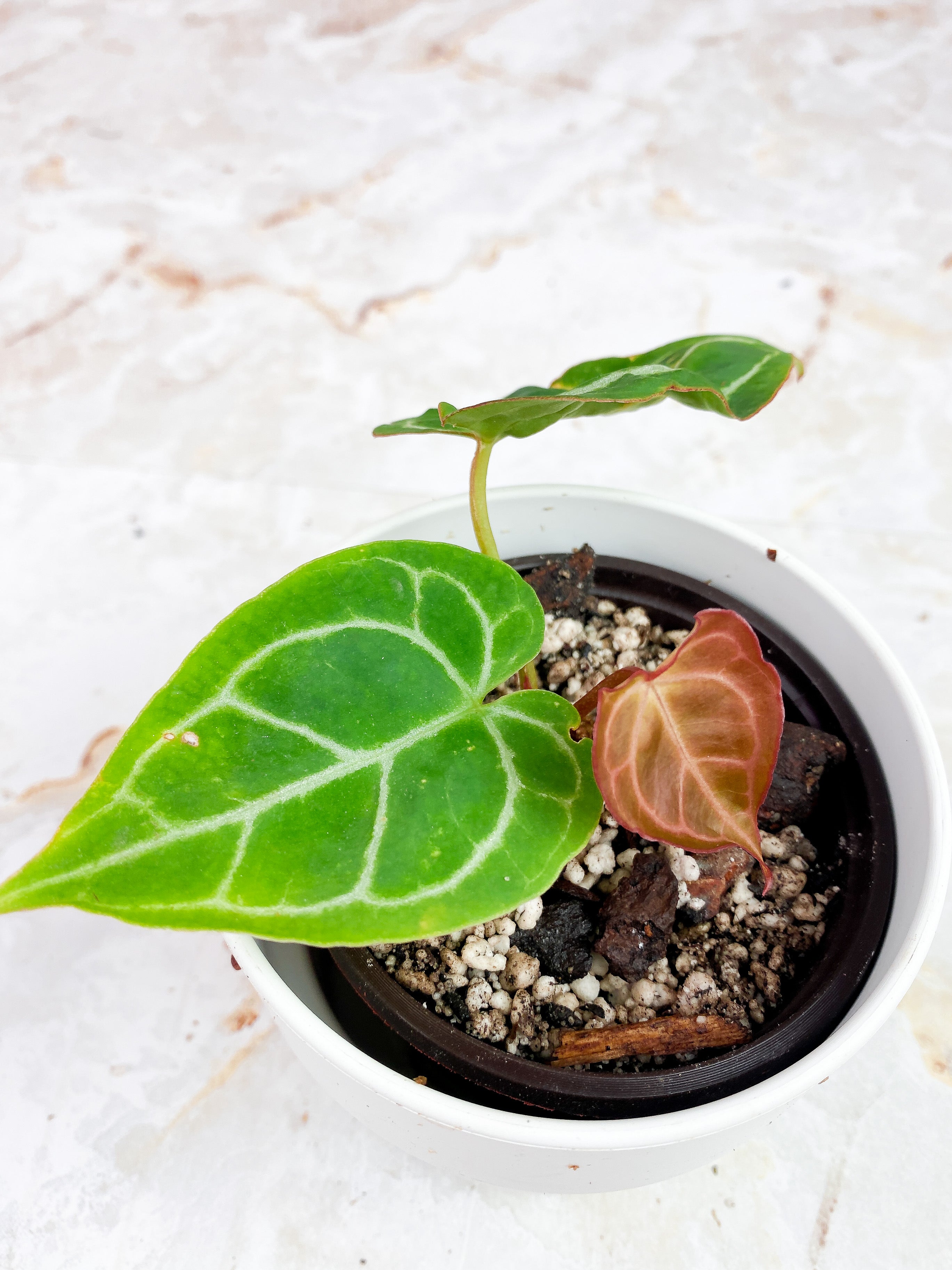 Anthurium Red Crystallinum Indo Form. Rooted