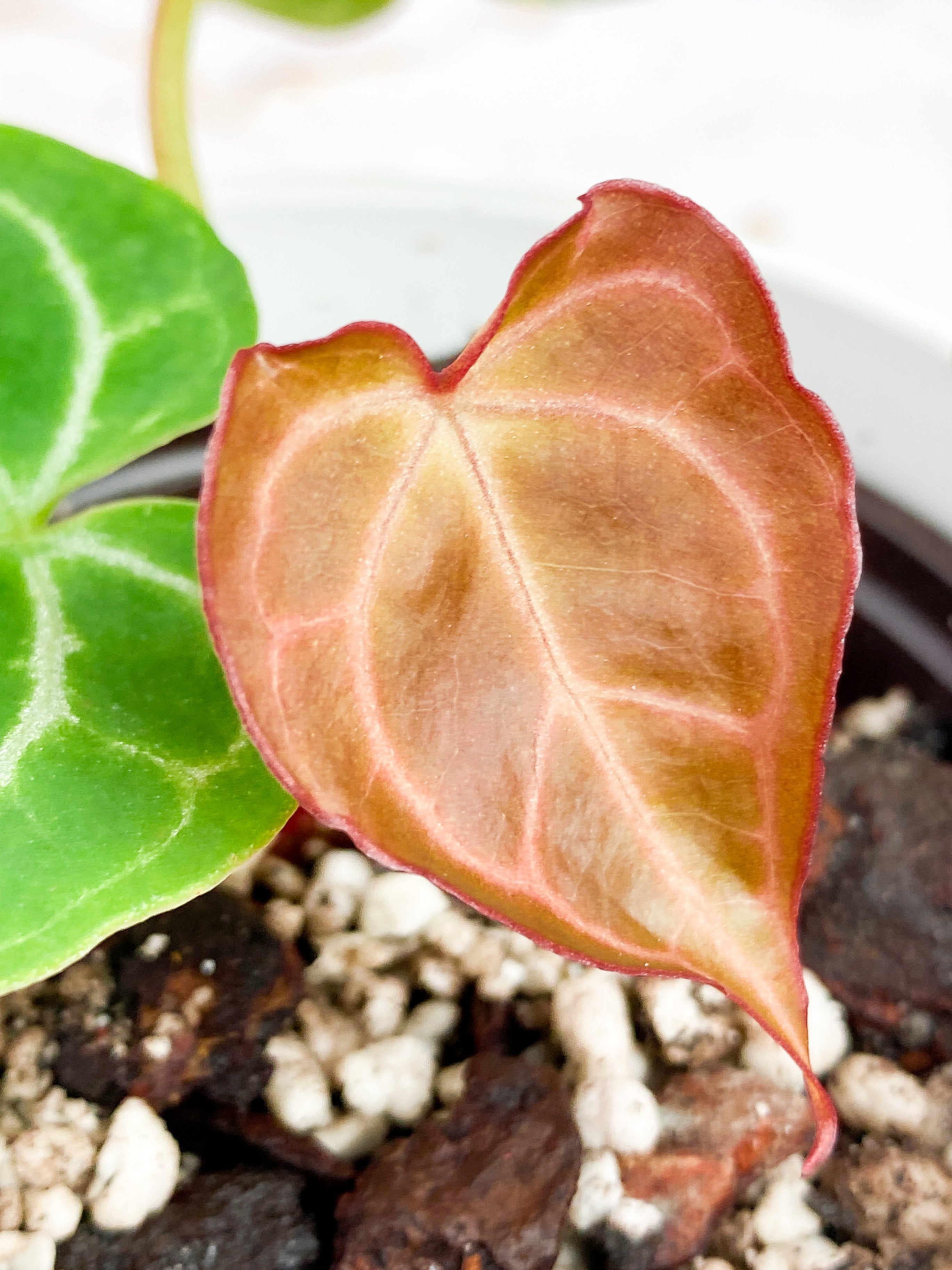 Anthurium Red Crystallinum Indo Form. Rooted