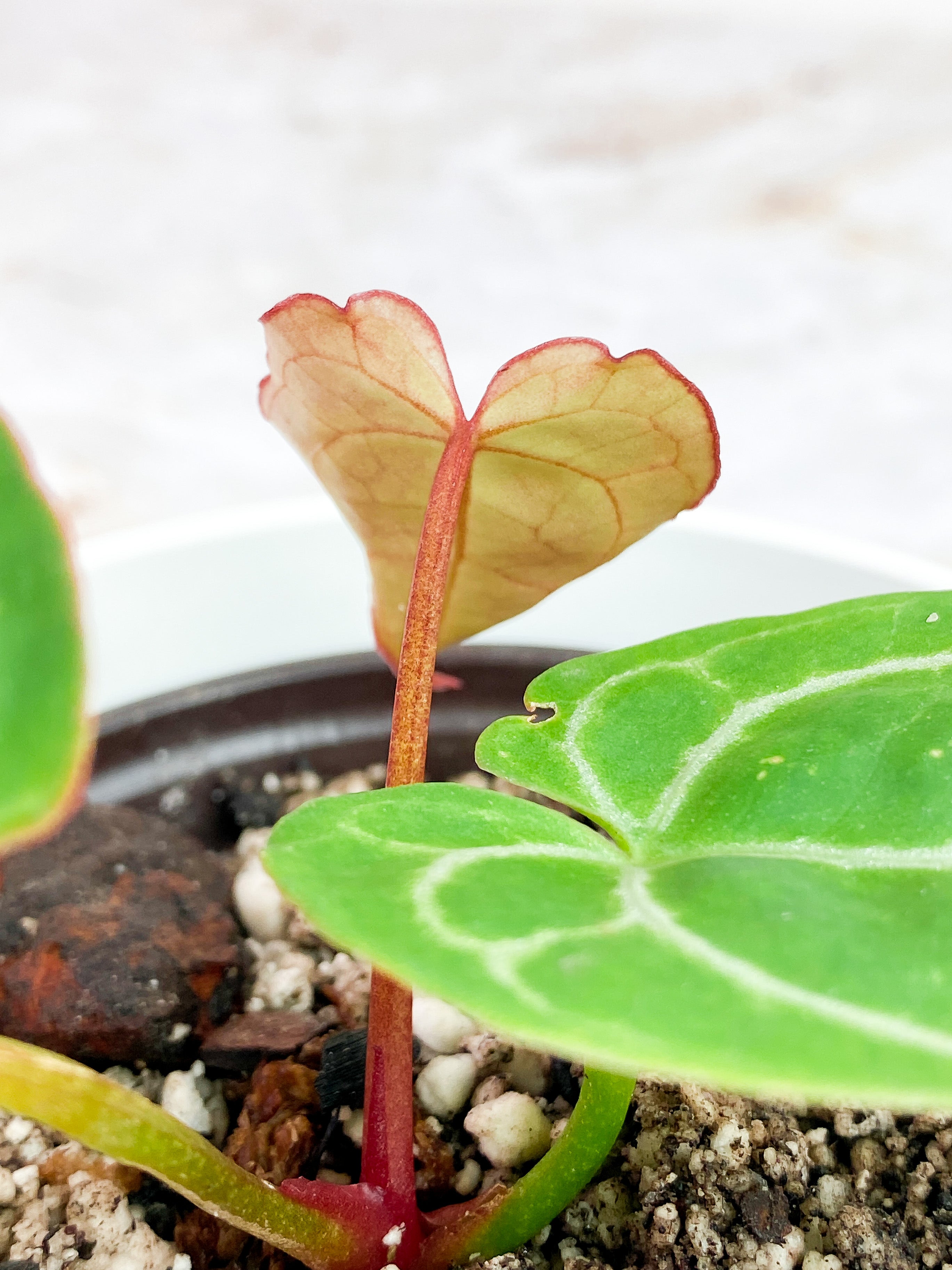 Anthurium Red Crystallinum Indo Form. Rooted