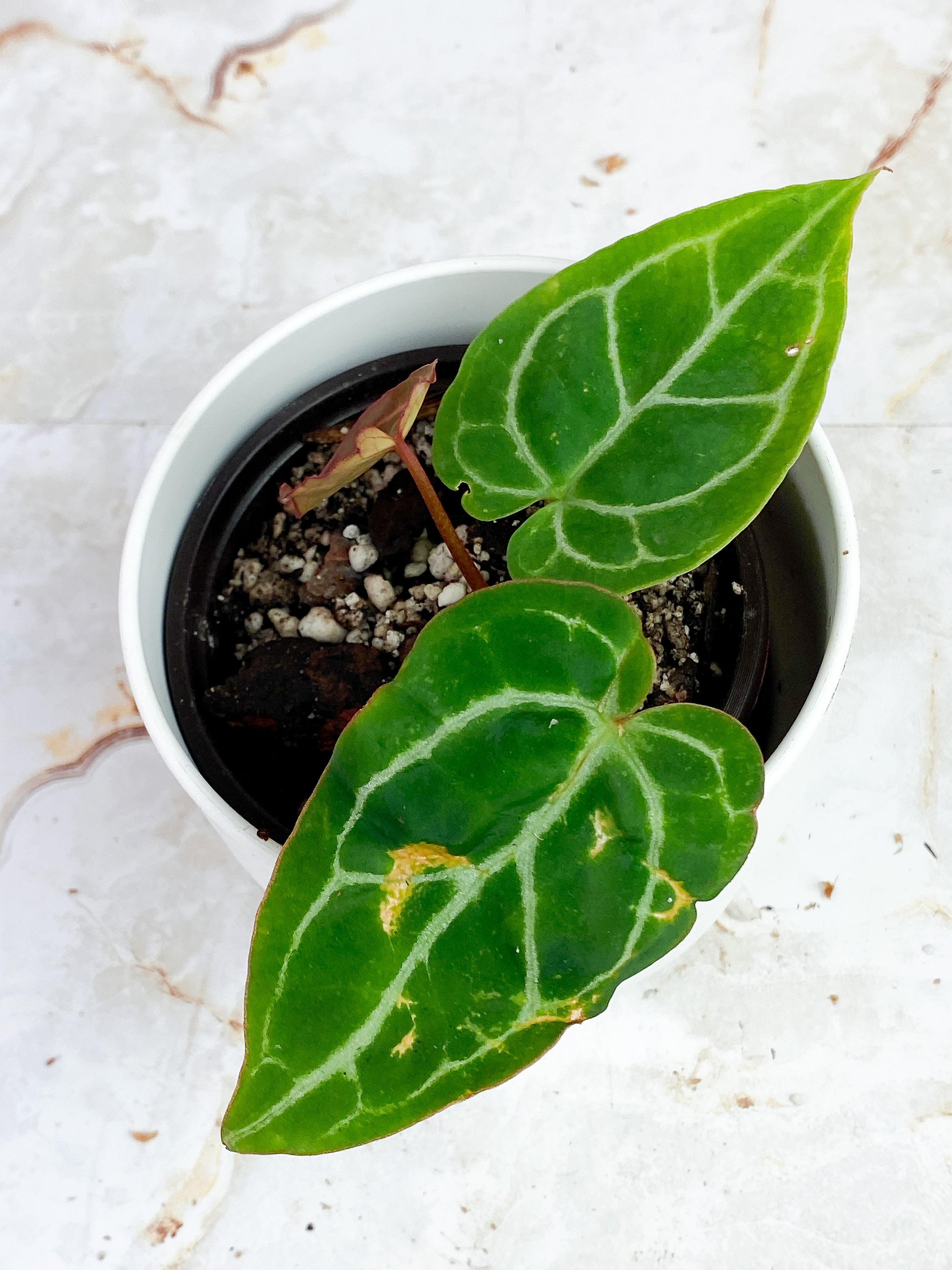 Anthurium Red Crystallinum Indo Form. Rooted