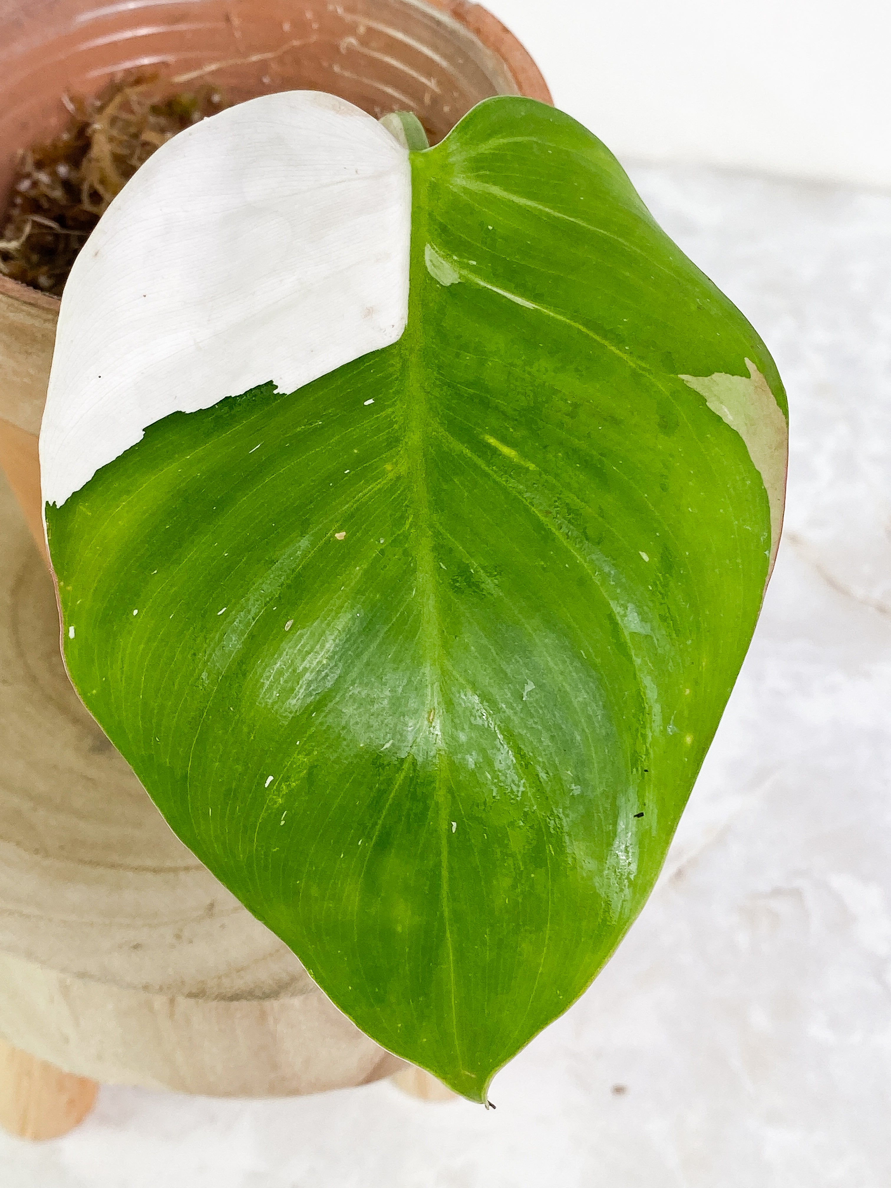 Philodendron white princess tricolor  high variegation 1 leaf Rooting