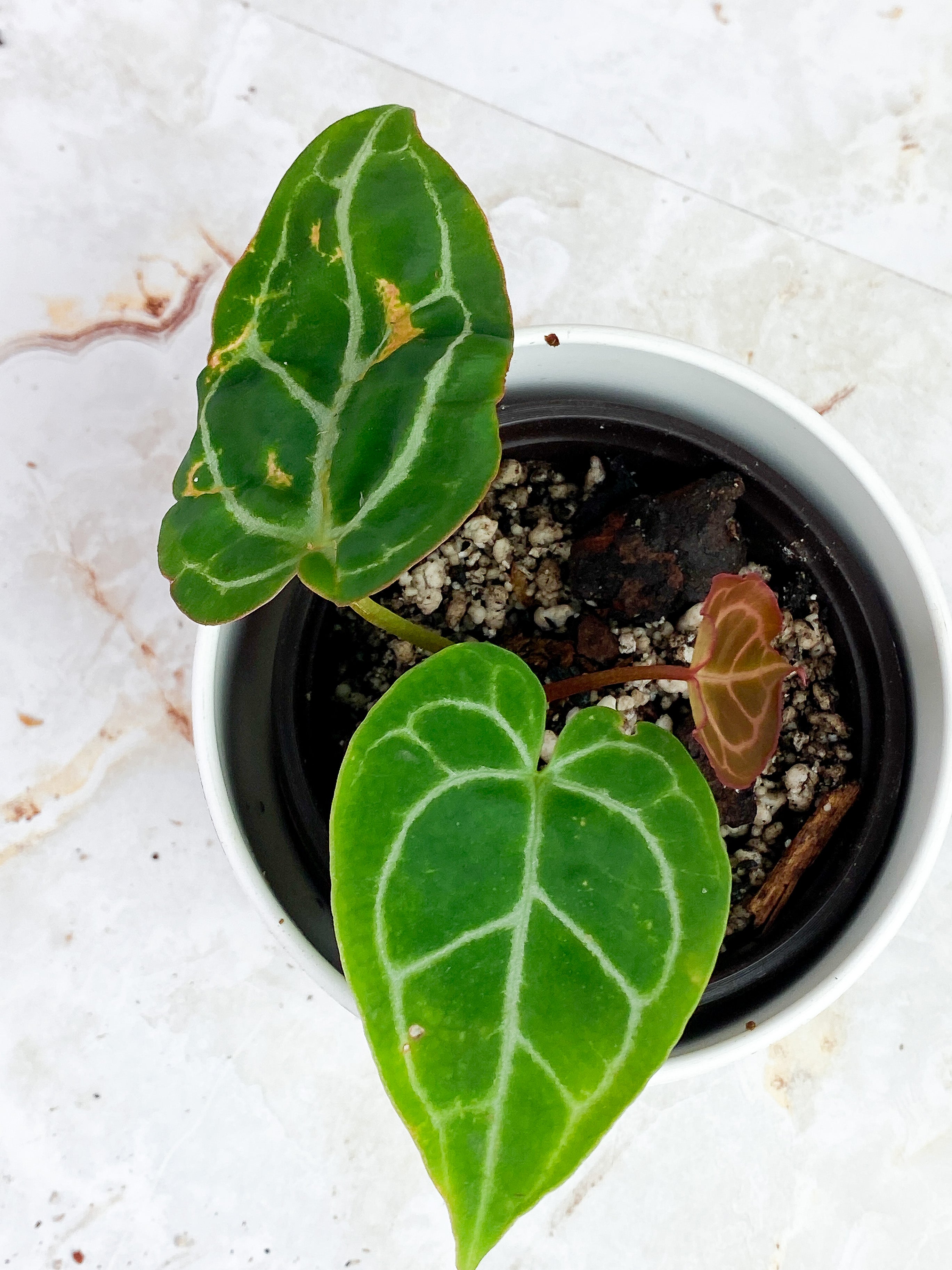 Anthurium Red Crystallinum Indo Form. Rooted