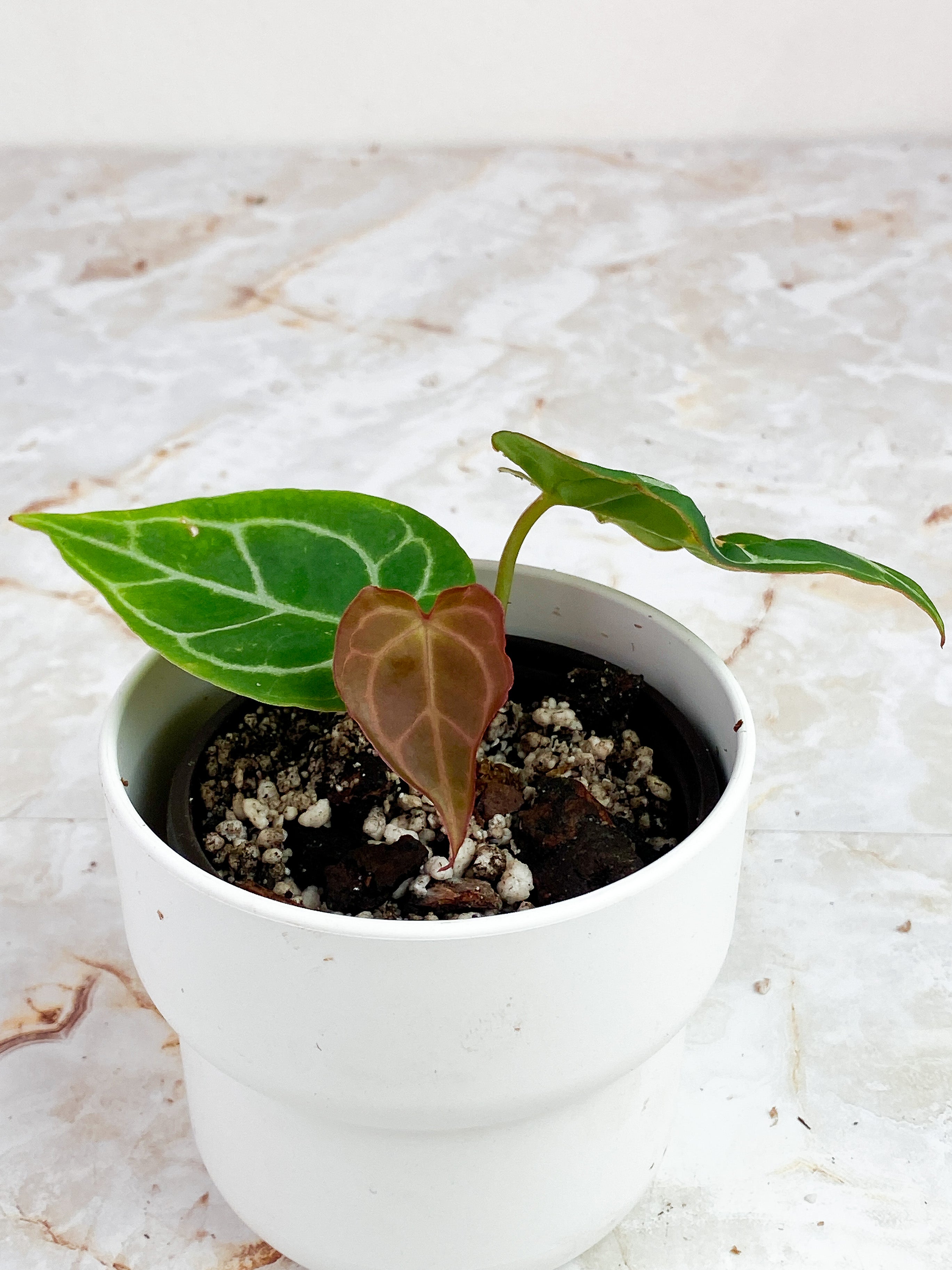 Anthurium Red Crystallinum Indo Form. Rooted