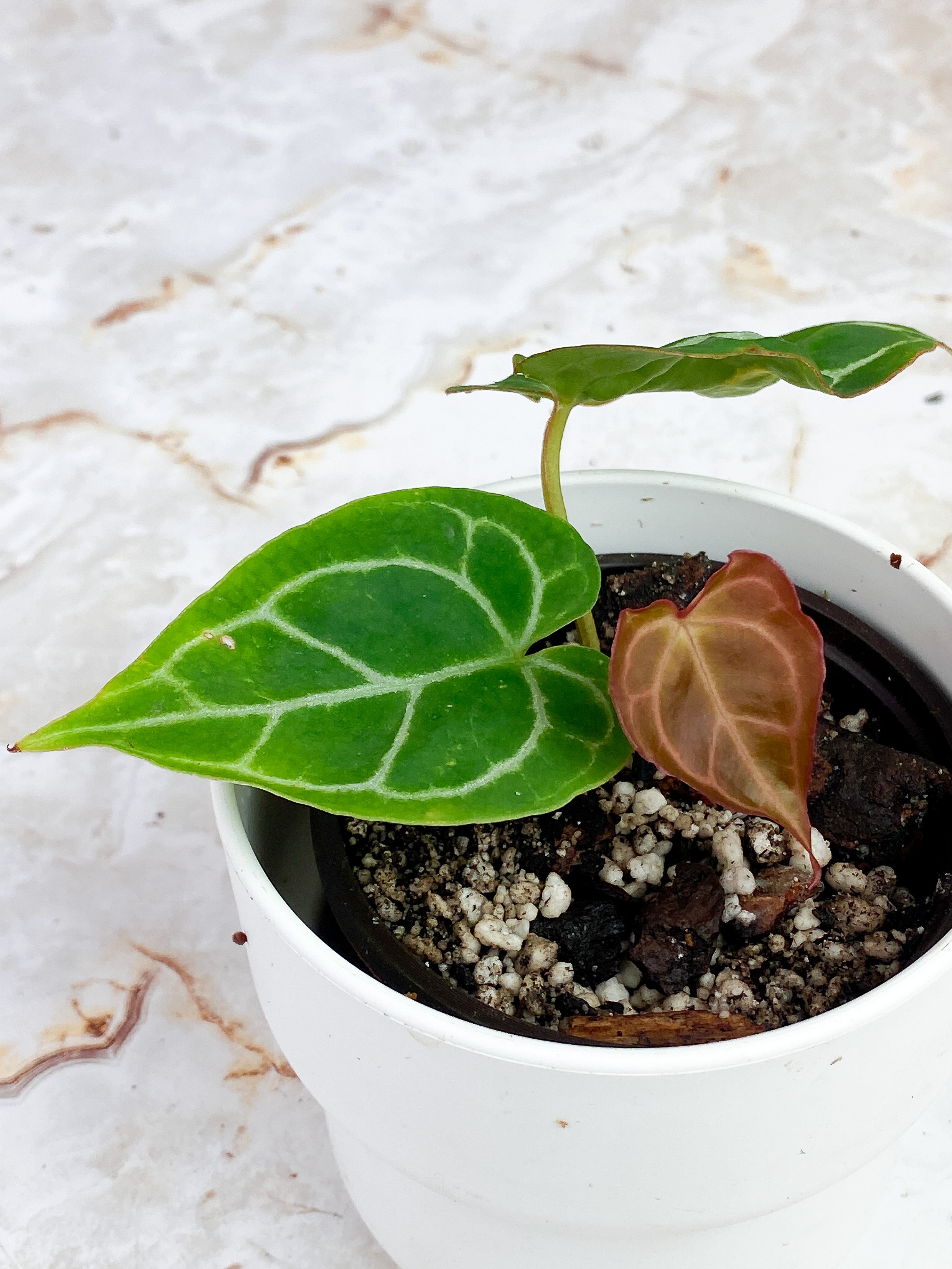 Anthurium Red Crystallinum Indo Form. Rooted