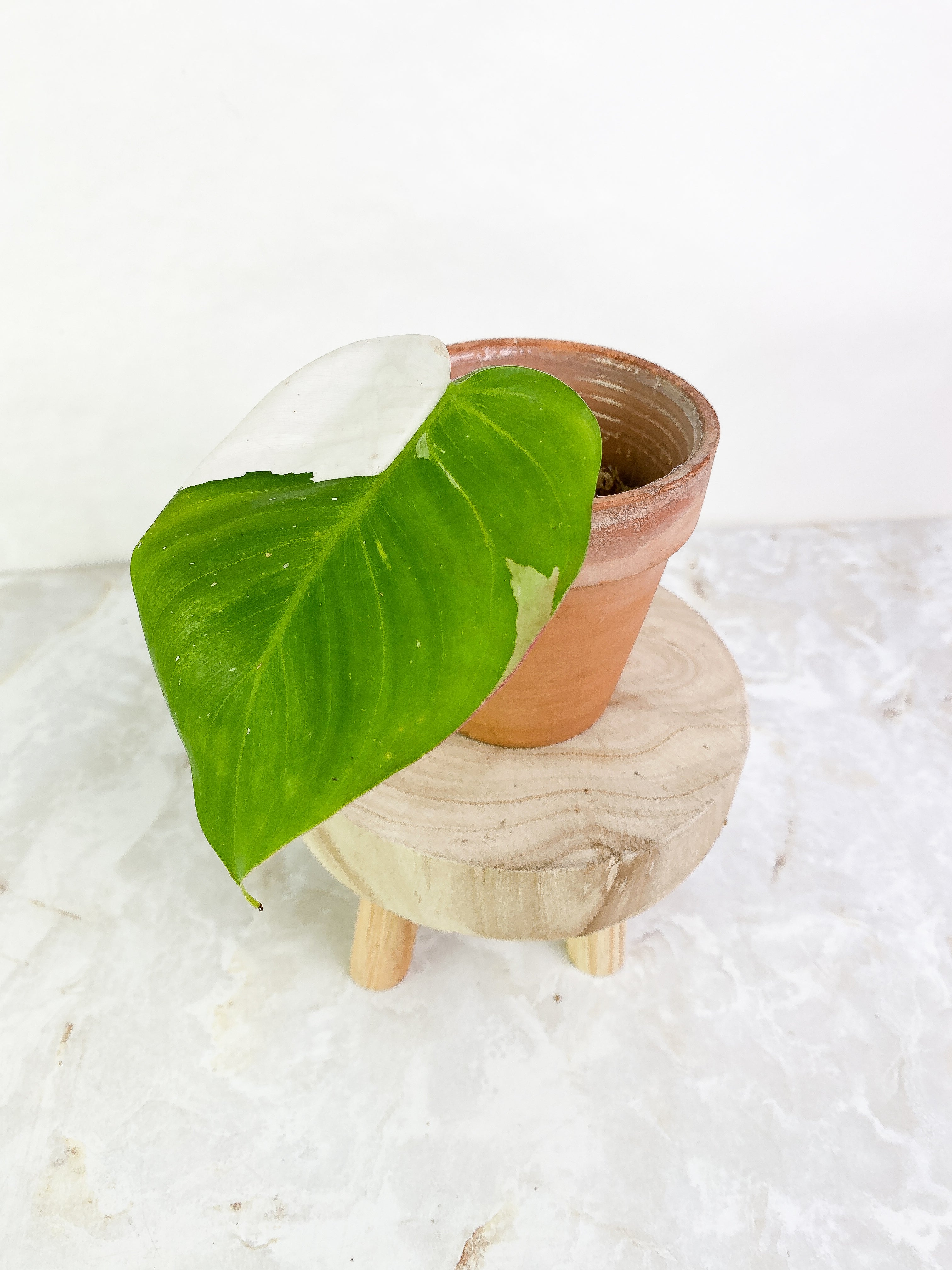 Philodendron white princess tricolor  high variegation 1 leaf Rooting