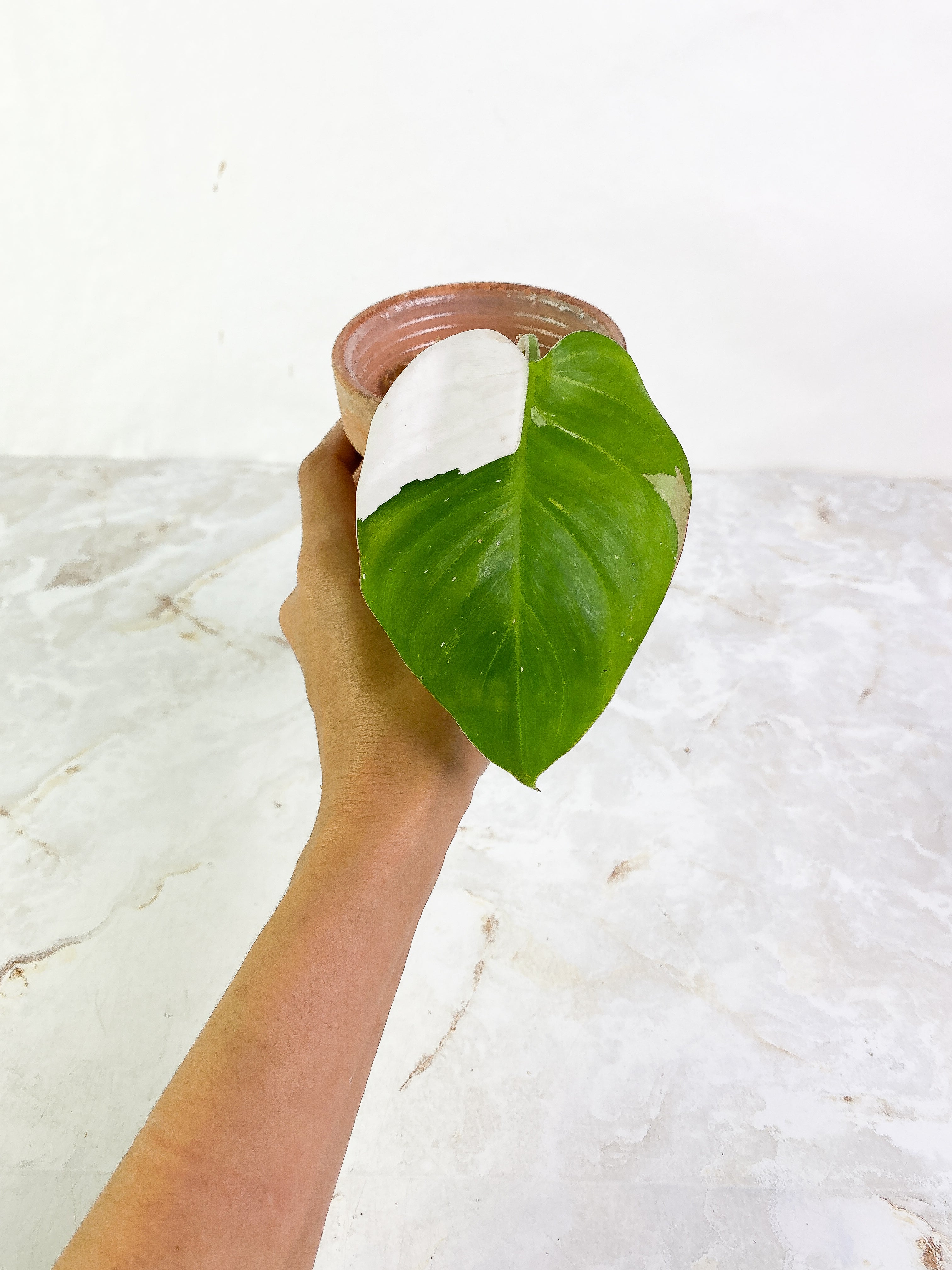 Philodendron white princess tricolor  high variegation 1 leaf Rooting