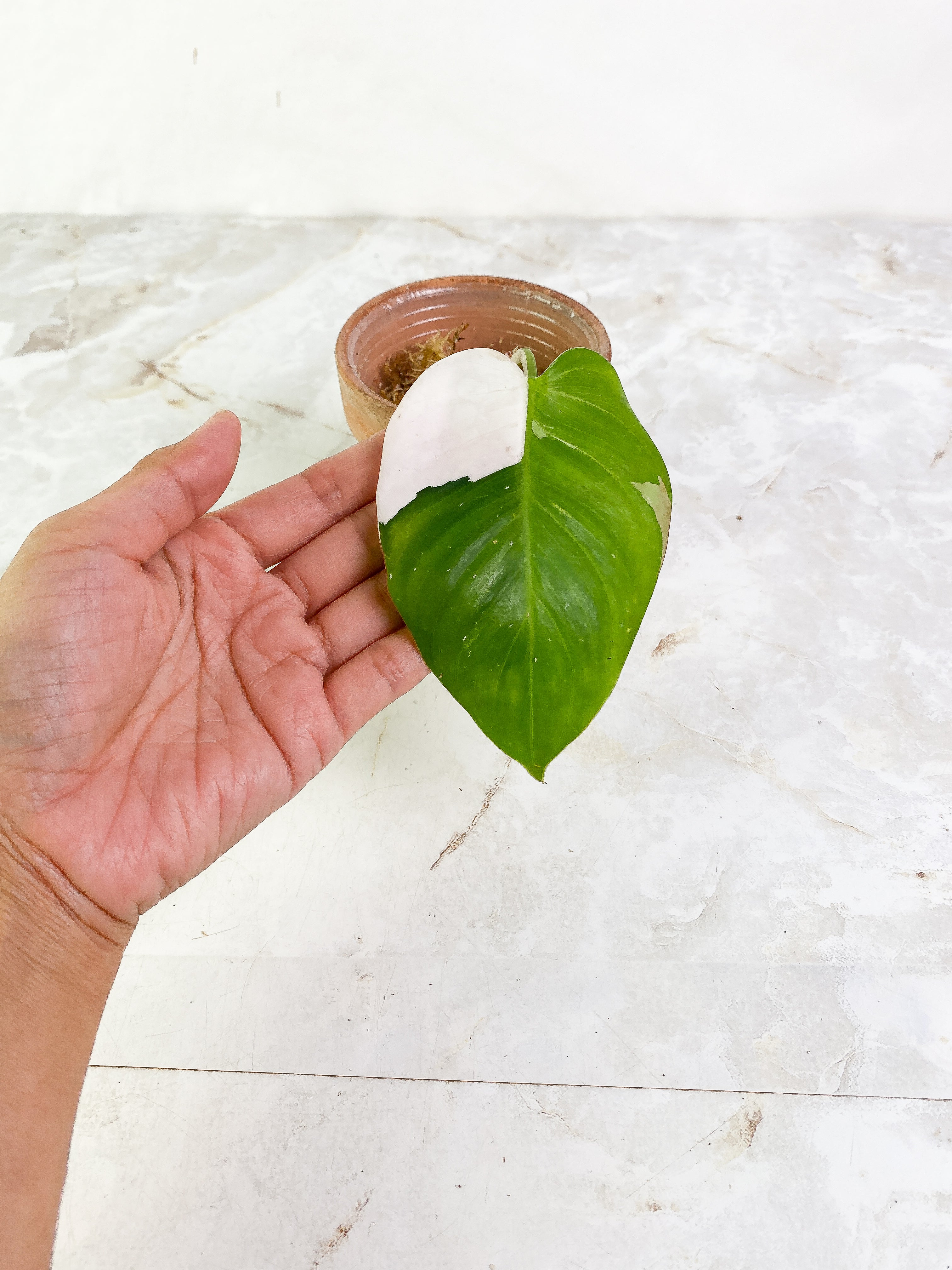 Philodendron white princess tricolor  high variegation 1 leaf Rooting