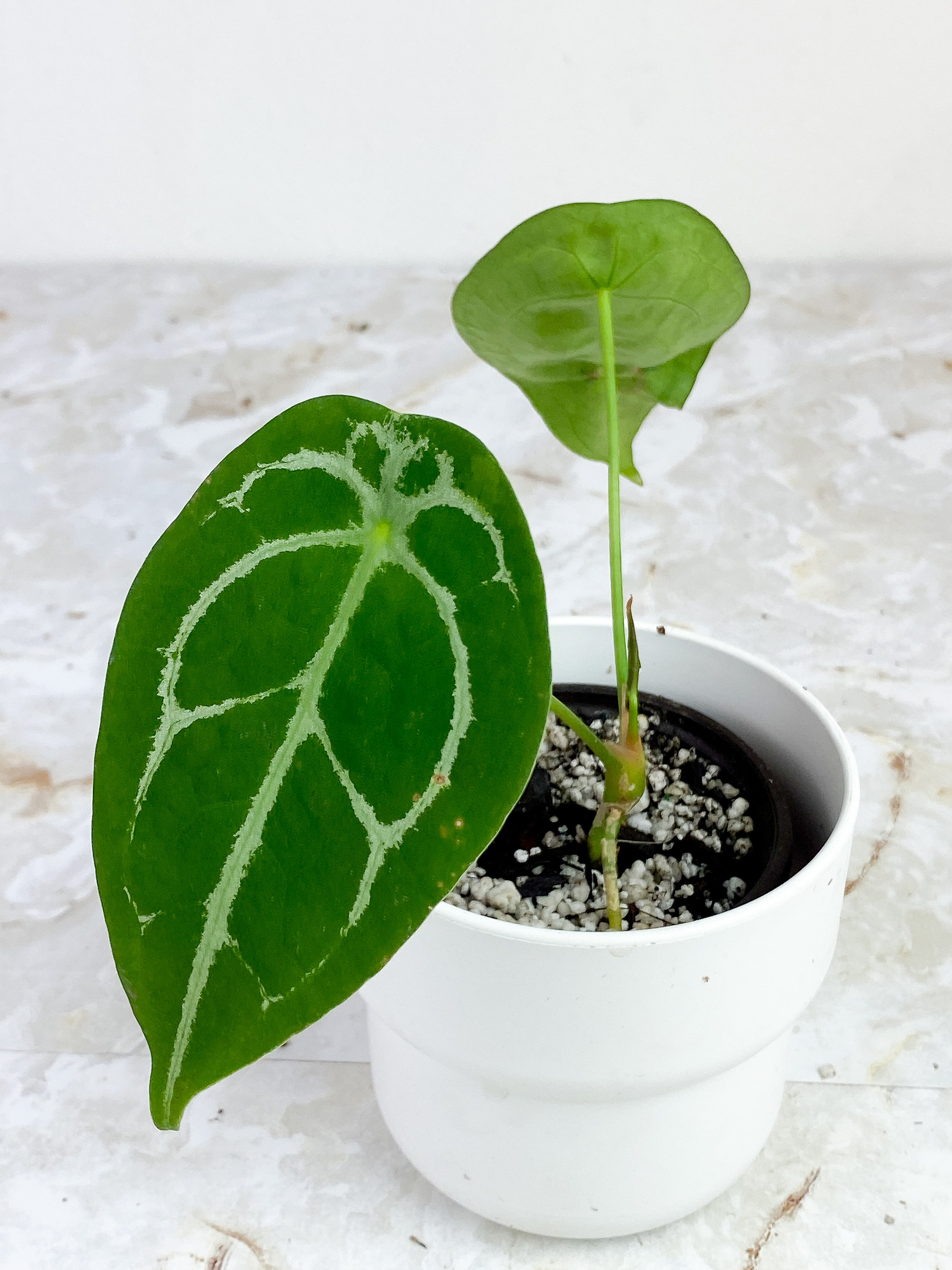 Anthurium Forgetii x Crystallinum Rooted