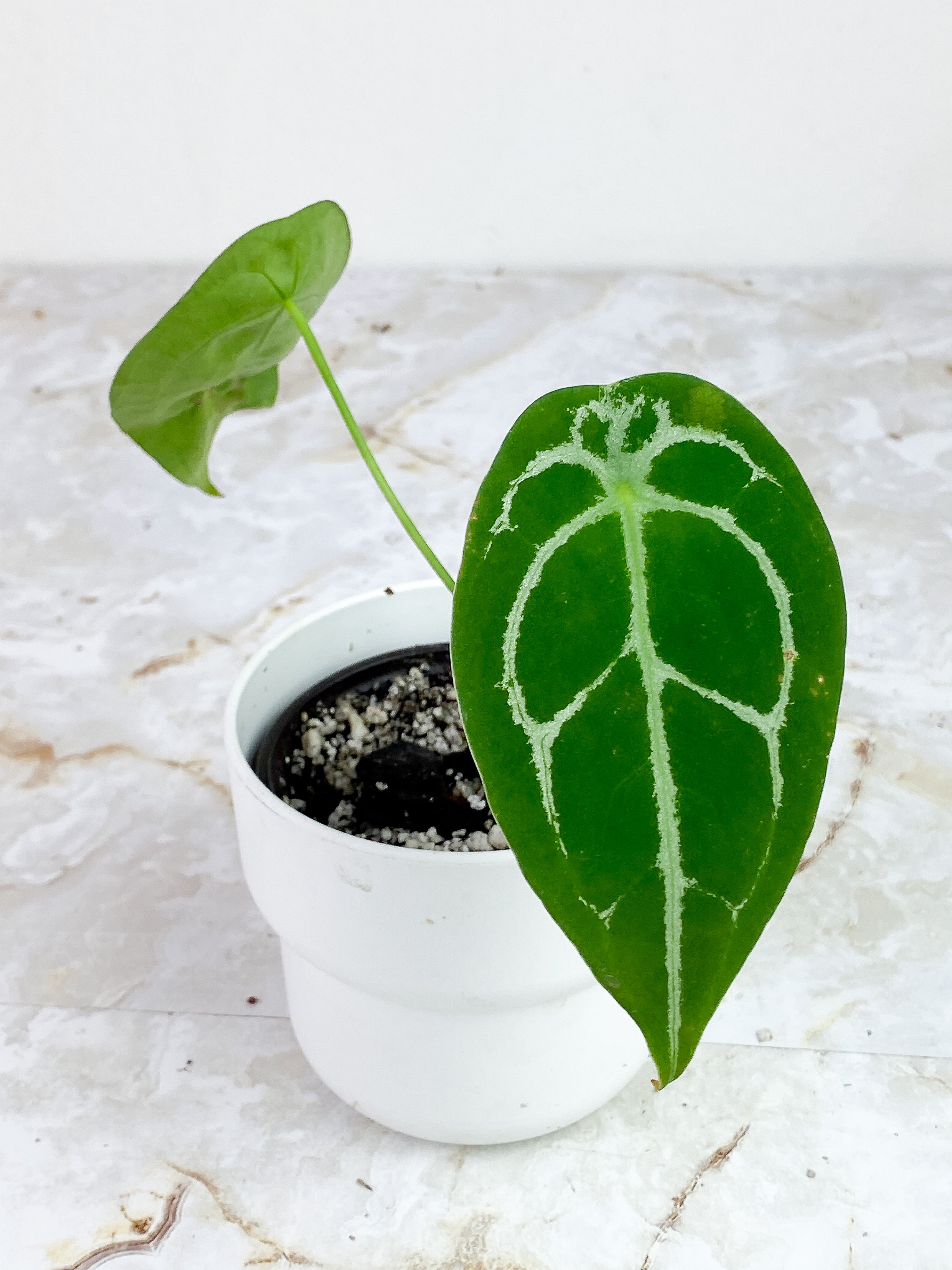 Anthurium Forgetii x Crystallinum Rooted