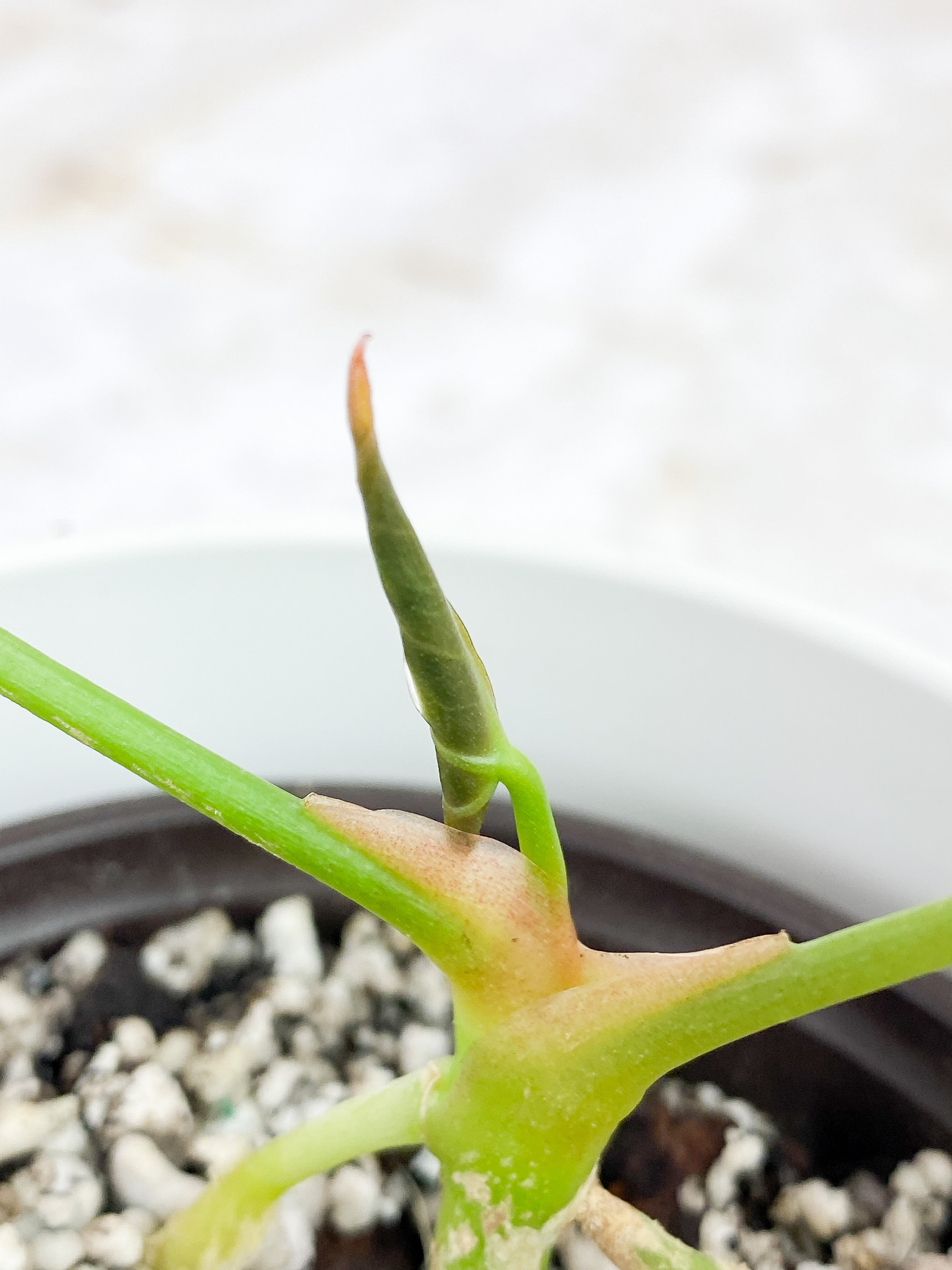 Anthurium Forgetii x Crystallinum Rooted