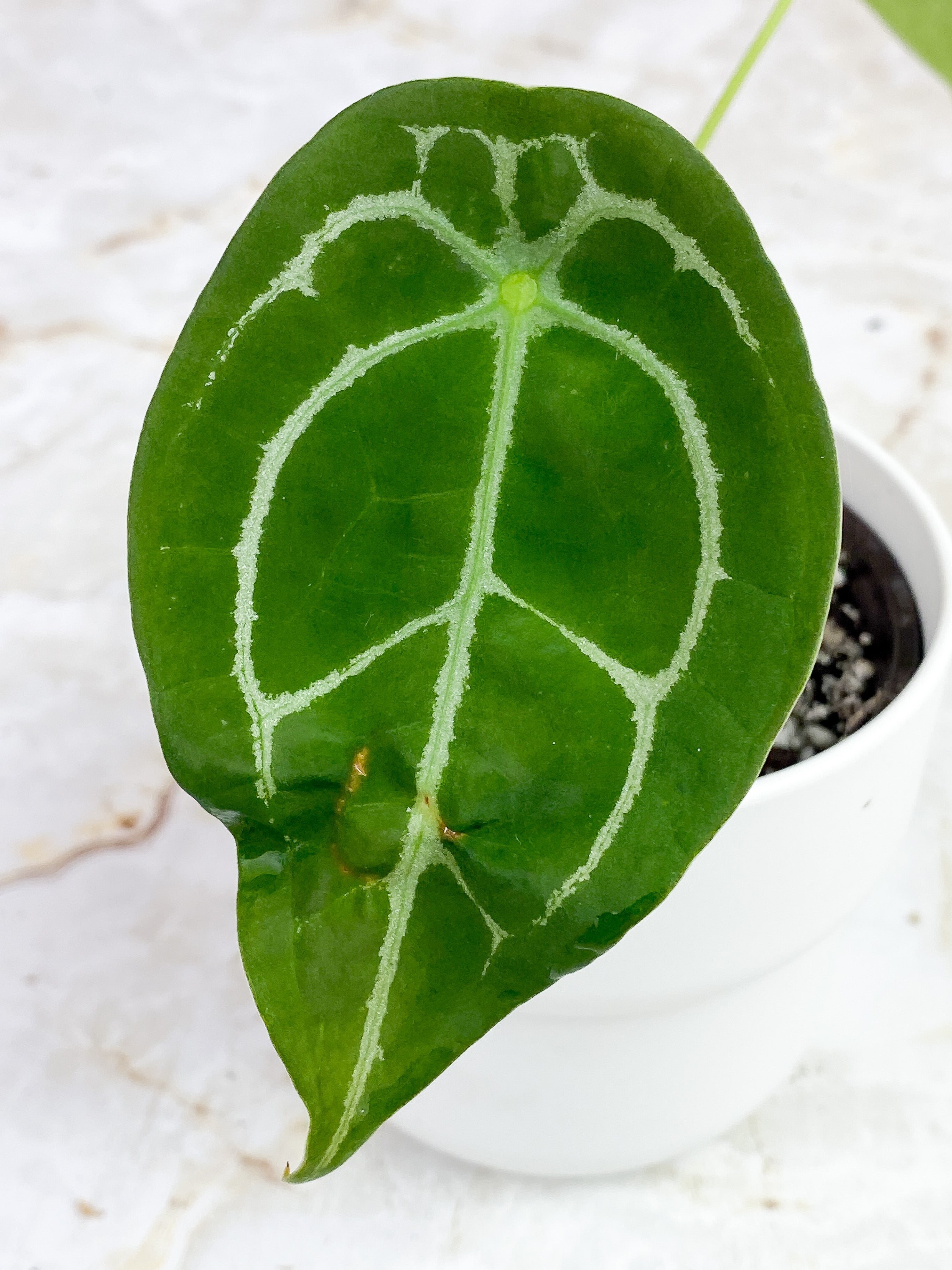 Anthurium Forgetii x Crystallinum Rooted