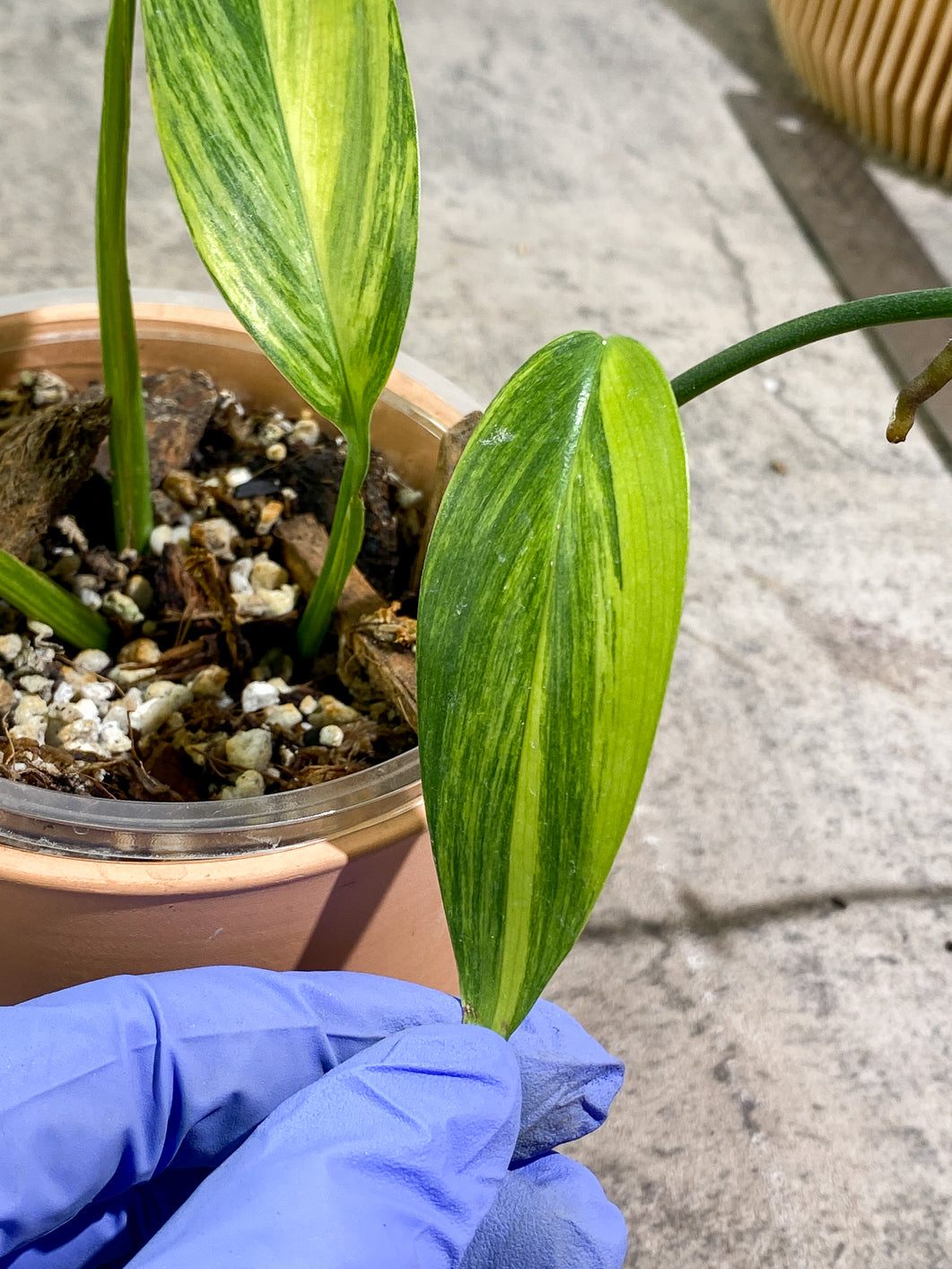 Epipremnum Amplissimum Variegated Rooted