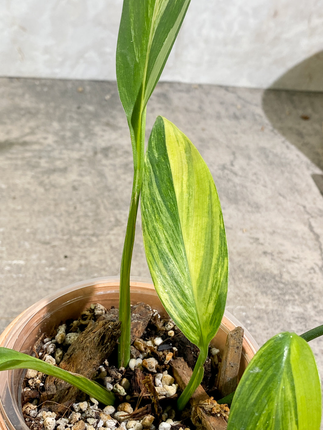 Epipremnum Amplissimum Variegated Rooted