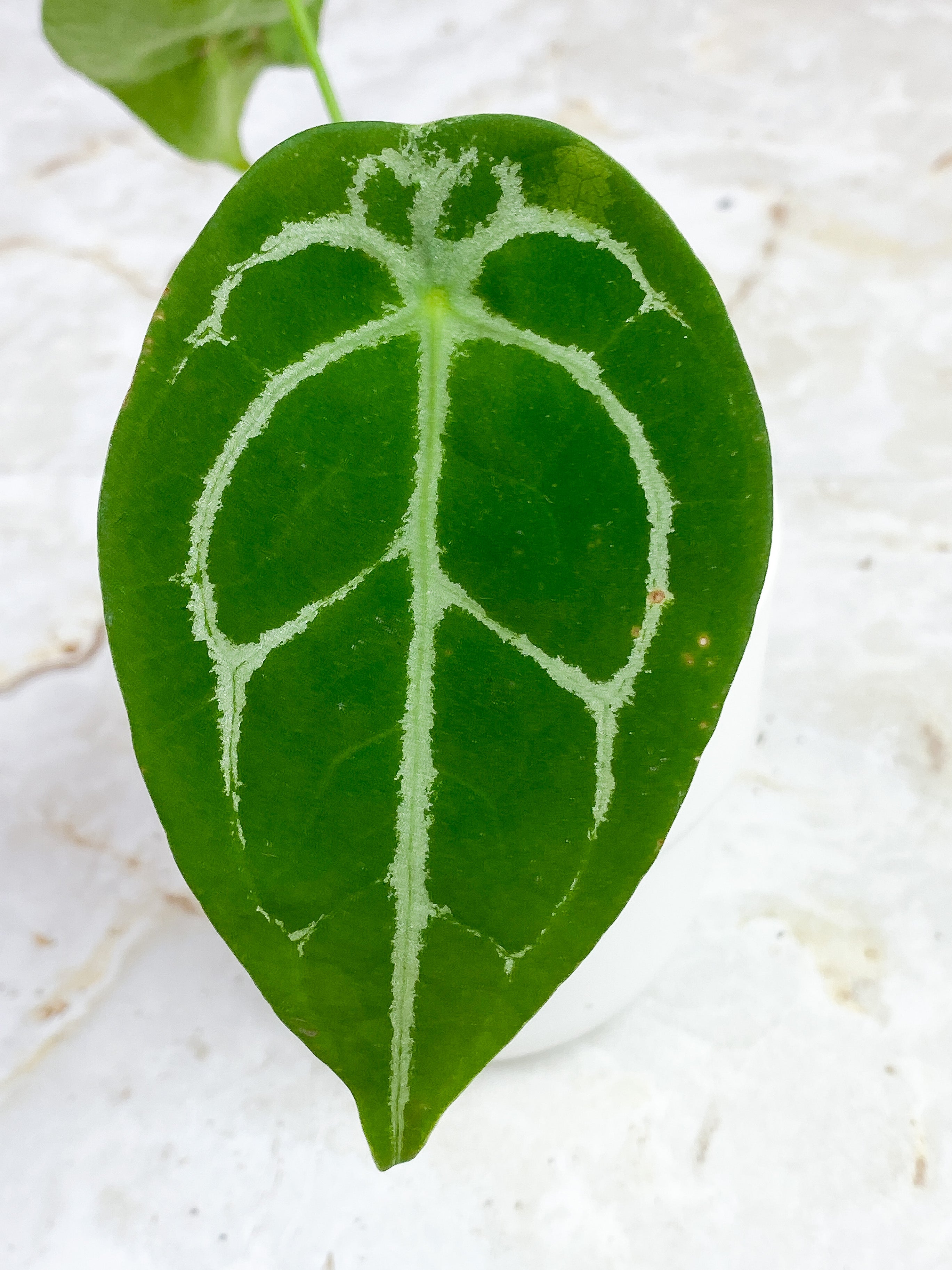 Anthurium Forgetii x Crystallinum Rooted