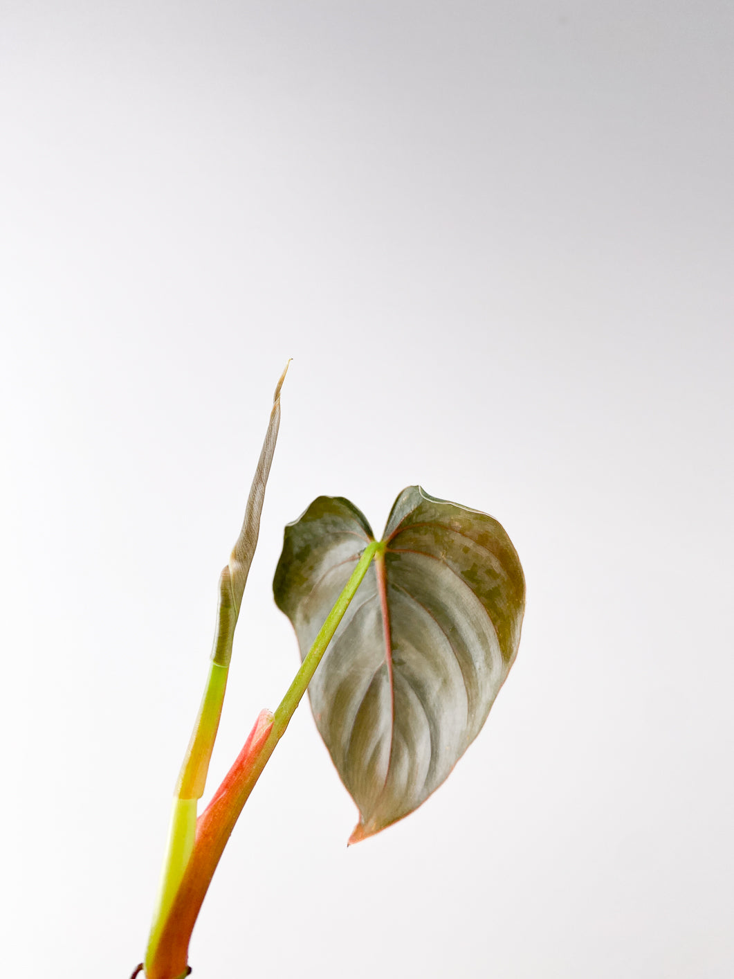 Philodendron Brandtianum Wild Form 1 leaf 1 unfurling leaf rooting