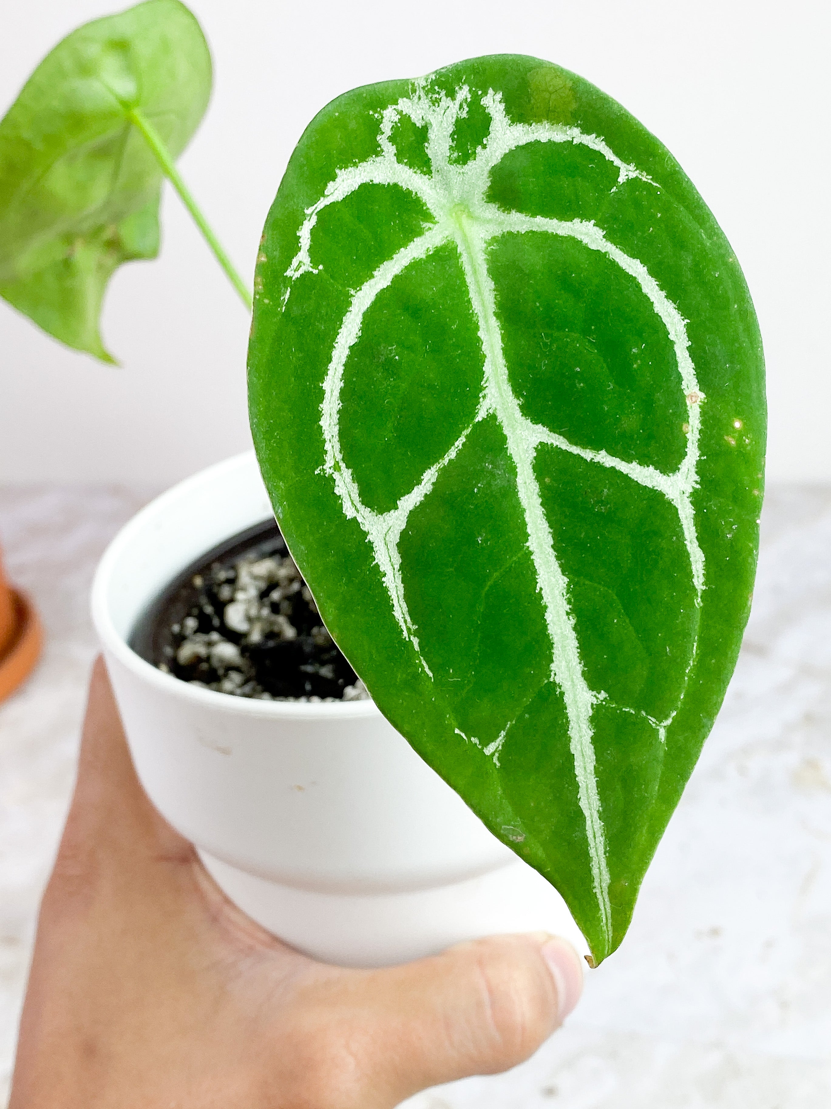 Anthurium Forgetii x Crystallinum Rooted