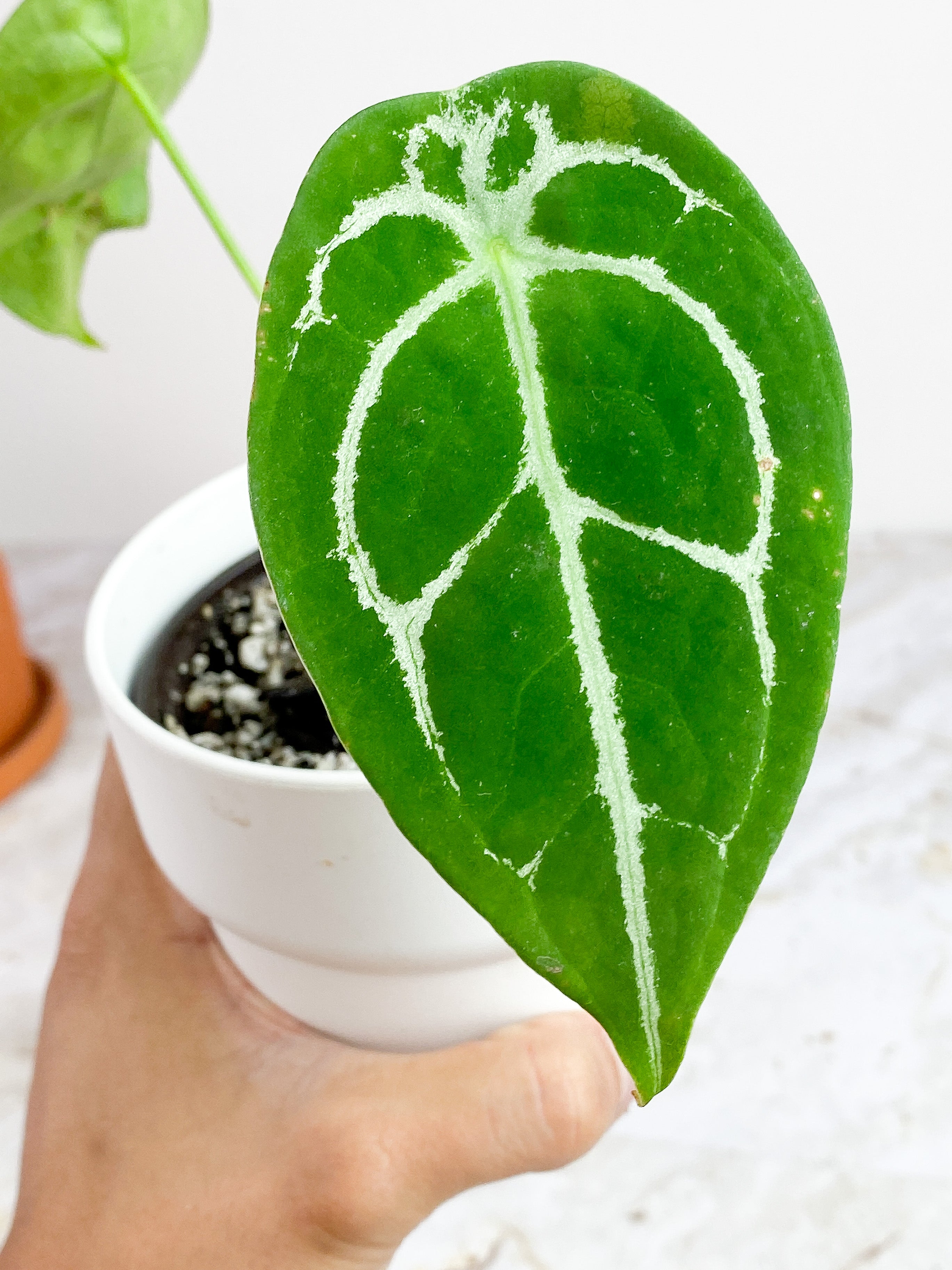 Anthurium Forgetii x Crystallinum Rooted