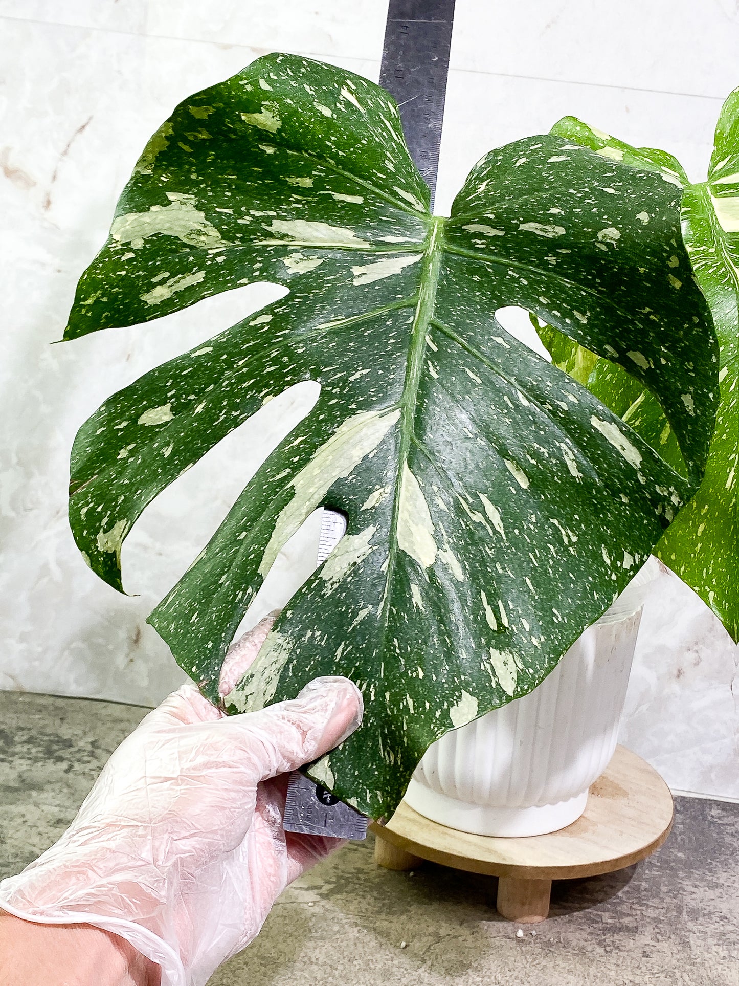 Monstera Thai Constellation 2 leaves slightly rooted